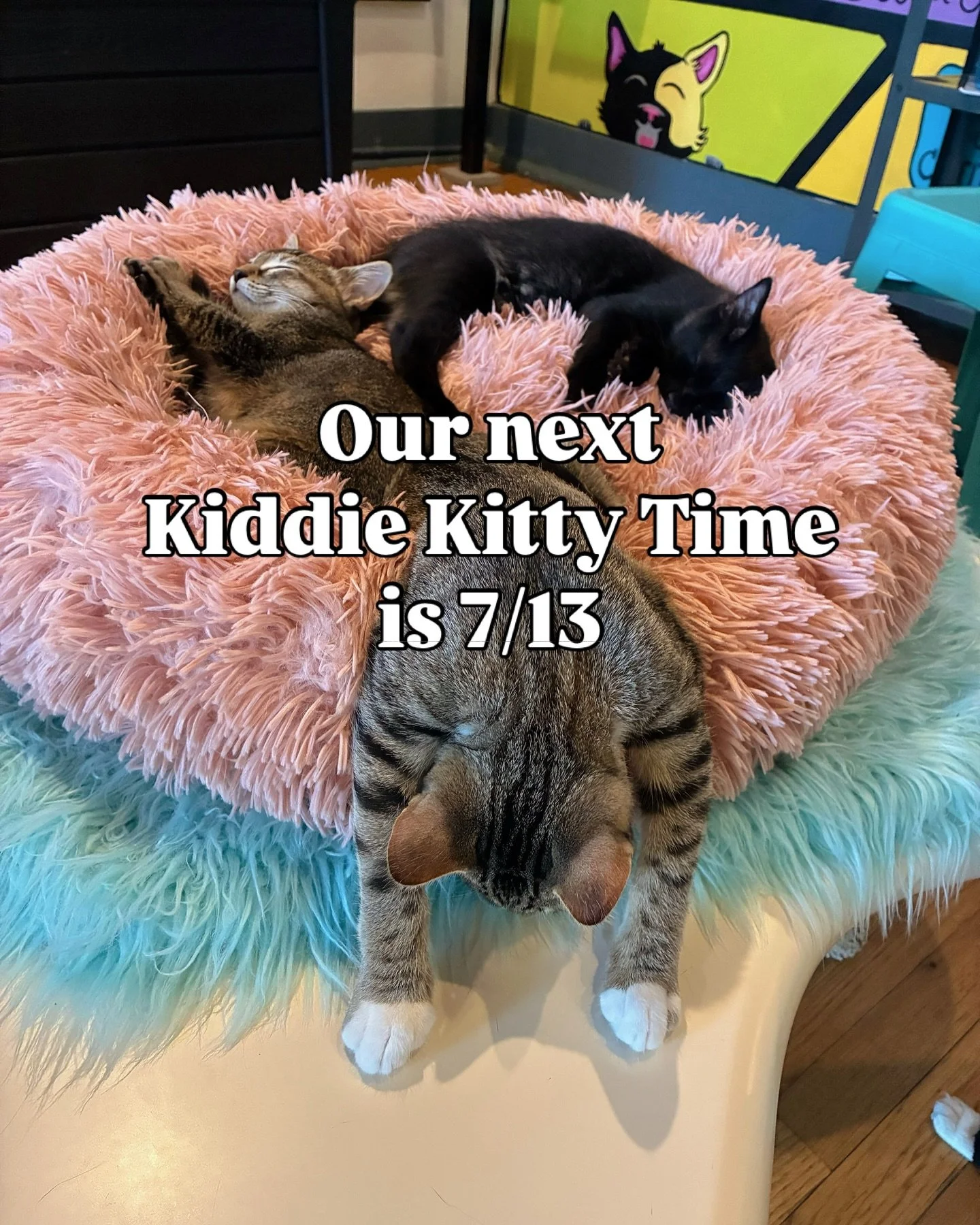 Our next Kiddie Kitty Time is this Sunday 7/13 from 11-12! 👶💙🐱
We still have a few spots available! So if you’ve been waiting patiently for your child’s 5th birthday to bring them to the cat lounge, we have great news! We have a new sp