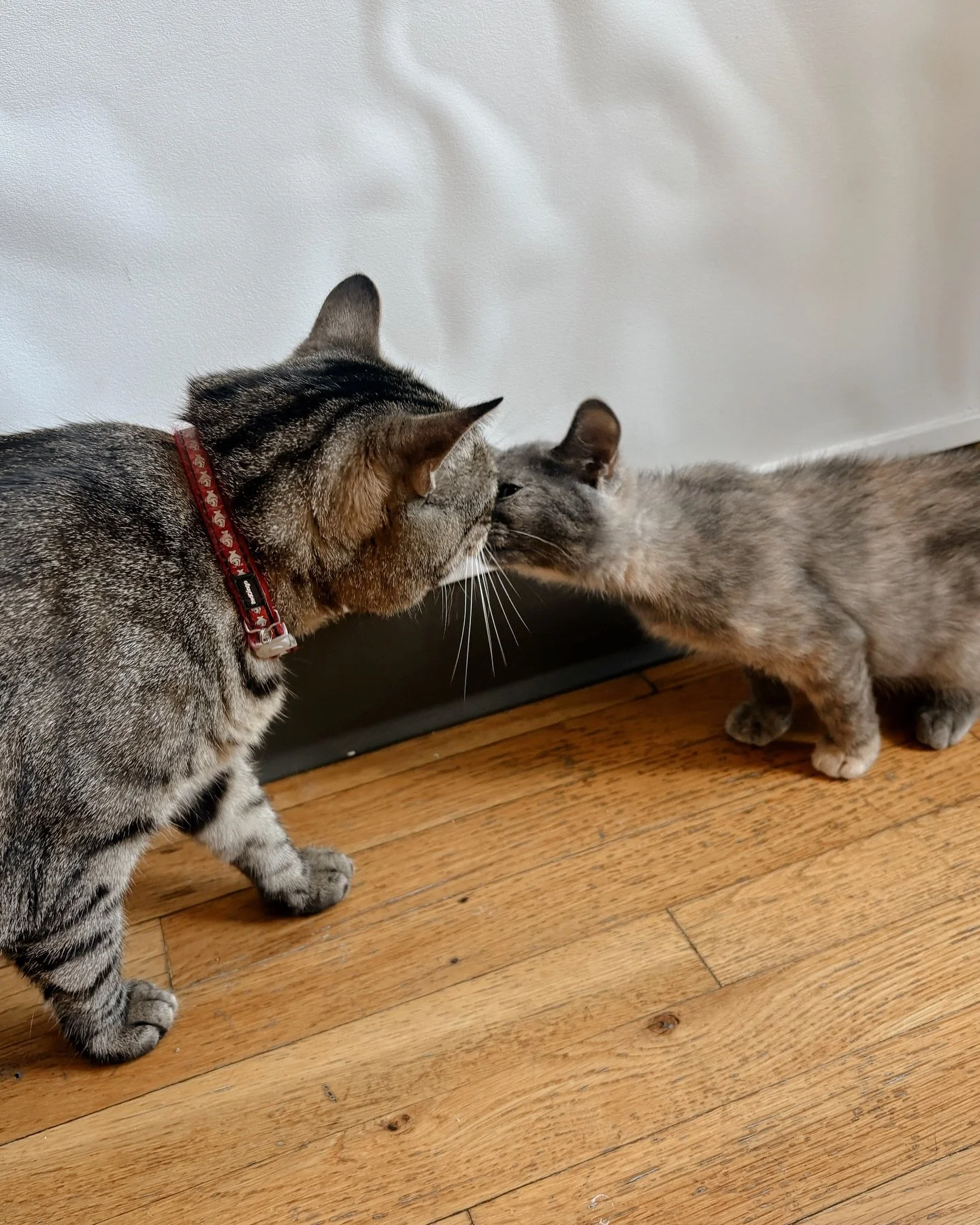📣QUICK REMINDER: While we are so glad you are enjoying spending your time with our kitties at the cafe this summer, we want to remind everyone of our policy on bringing multiple kids.
You’ll need one adult for every TWO children under 13. Thi