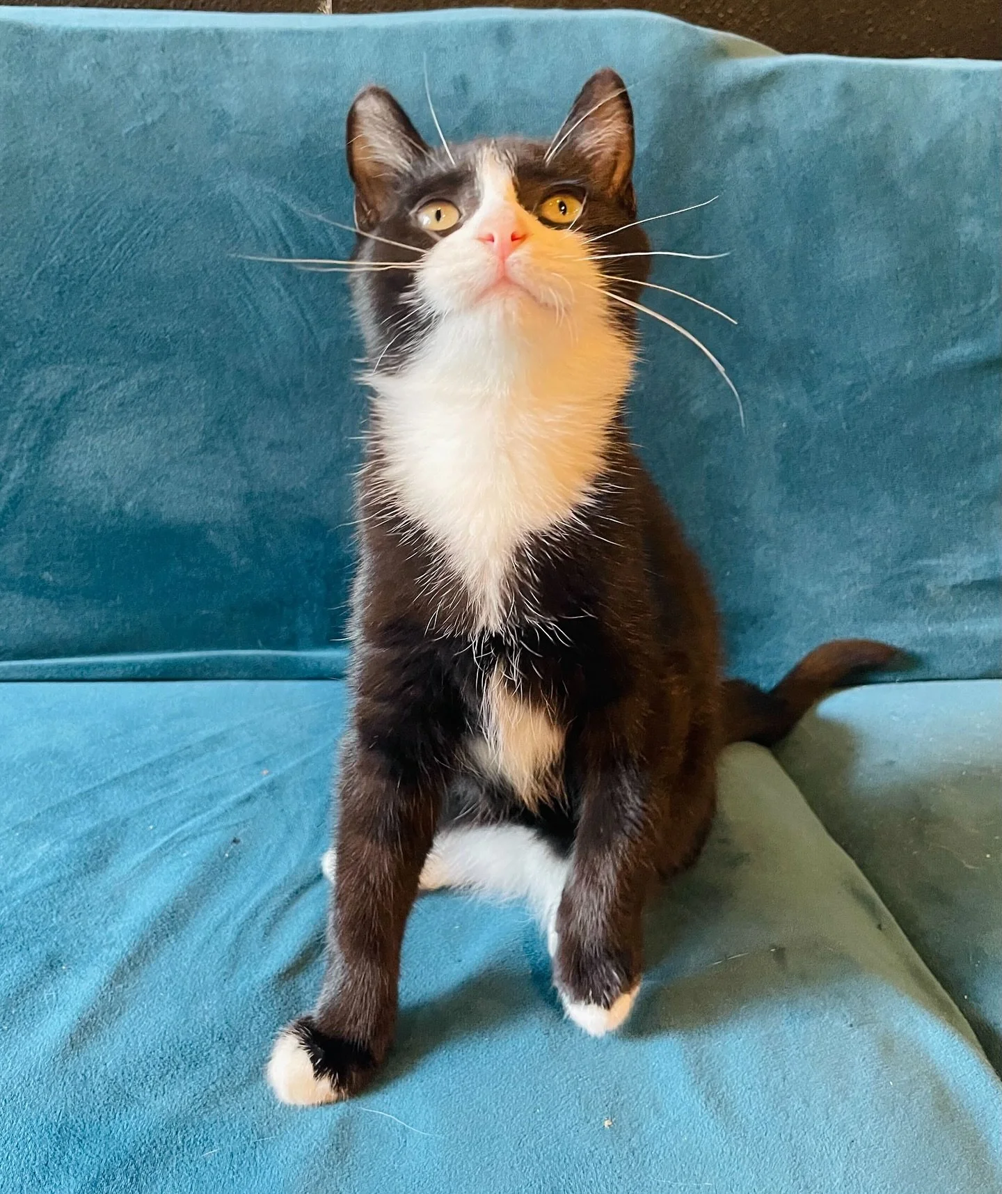 Our next Kiddie Kitty Time is this Sunday, July 27th from 11am-noon! We have a few spots available as of today. You can find the booking link on our website reservation page (link in bio).
This is our special monthly event for kids ages 0-4! Normall
