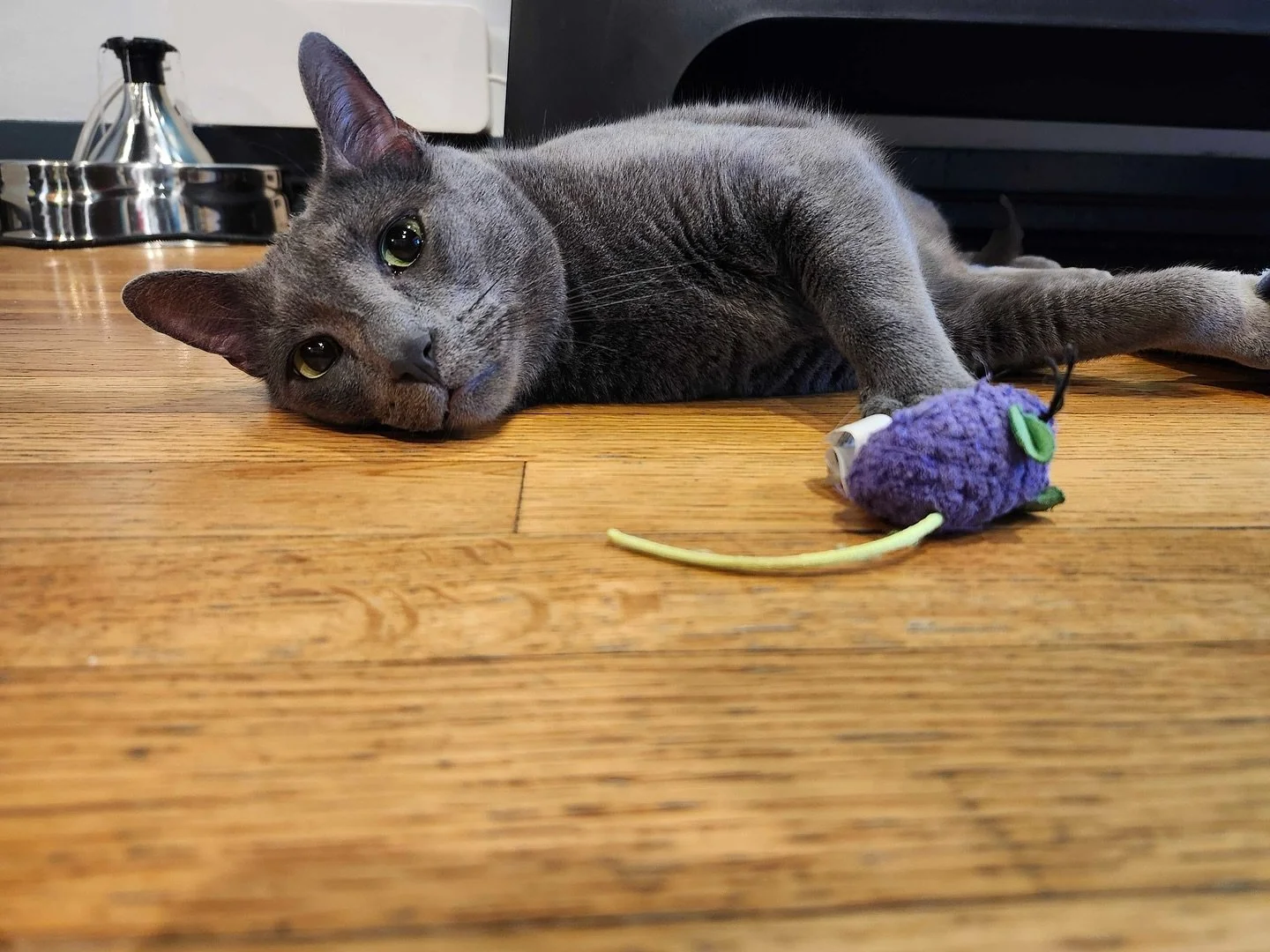 This week’s ✨Purrsonality Highlight✨ is Tito!
He is a sweet older gentleman (8 years) who will do very well as a single cat. He’s a bit shy with all the hustle & bustle here at the cafe, but opens up once the chaos calms down.
He