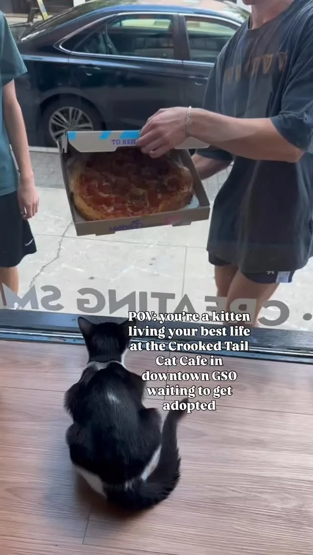 POV: you’re just a kitten waiting to get adopted to her furrever home while living her best life at the Crooked Tail Cat Cafe in downtown GSO. 🐱💁‍♀️😹🍕
#crookedtailcatcafe #catcafeusa #gsonc #greensboronc #catcafe #downtowngreensboro #v