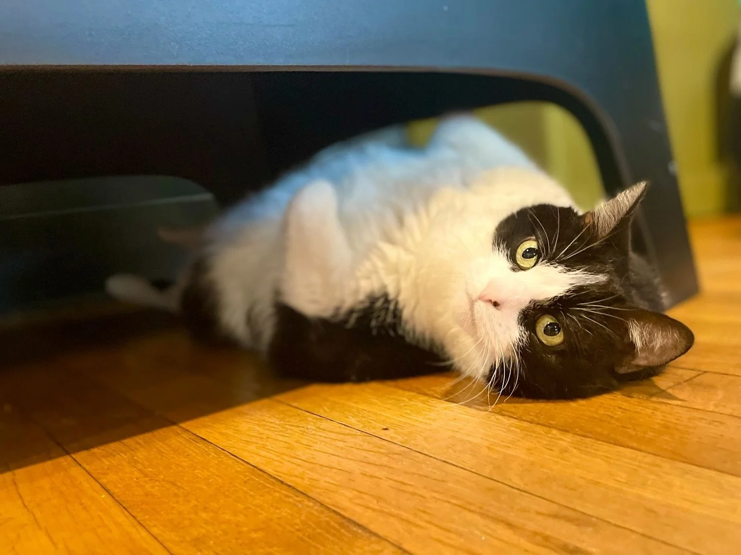 ✨Paris✨ is our Queen.
She is starting to settle into life at the cafe! She came to us morbidly obese (we are unsure how it got to this point), which is very unfortunate, but she is losing weight at a healthy rate.
She really loves to be pet, & lo