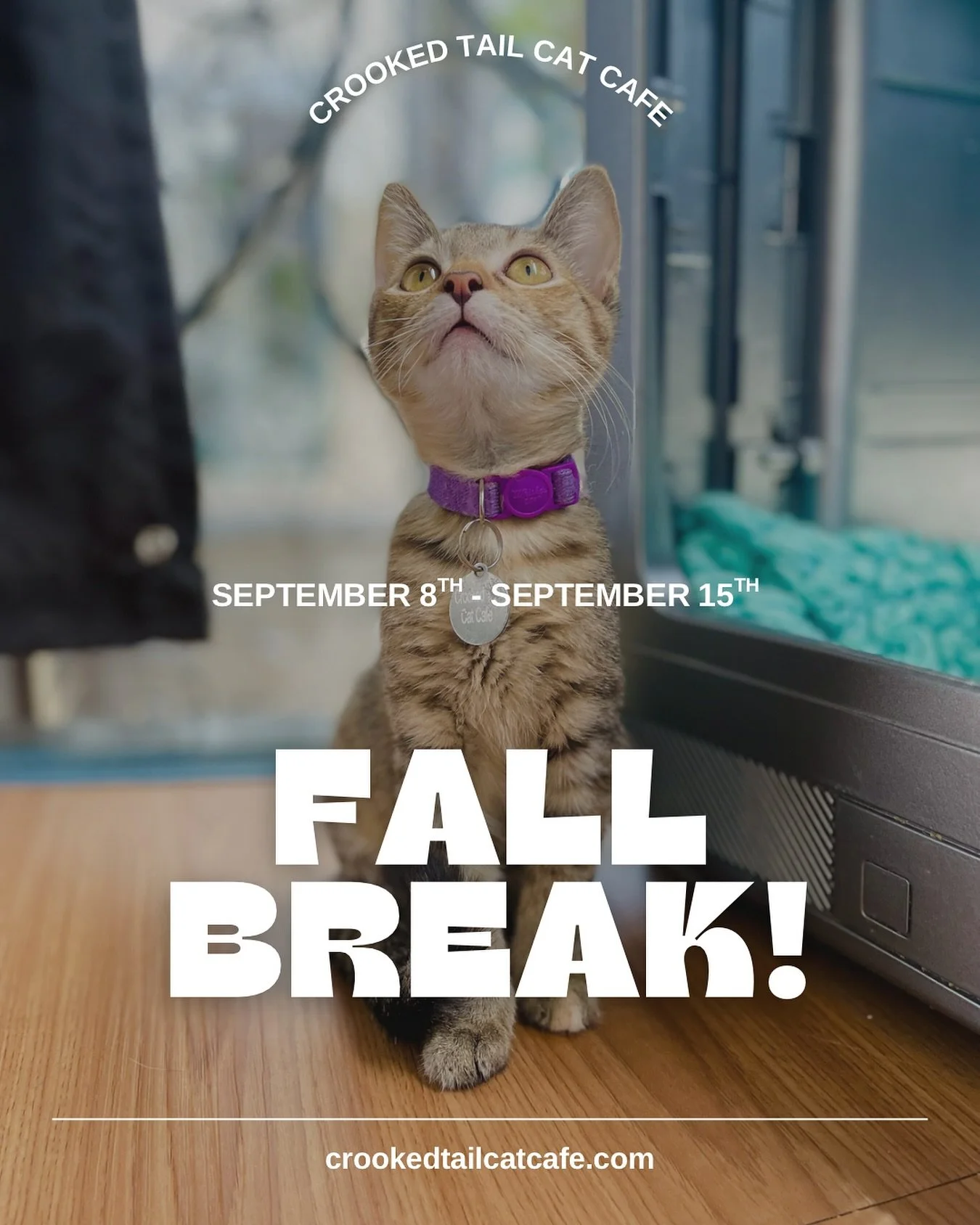 📣🐱 Next week we are going to be CLOSED for a Fall Break. Summer is our busiest season and by the end we always feel like we ran a marathon.
We will be closed from September 8th - 15th and will reopen to the public on September 16th.
All our sta