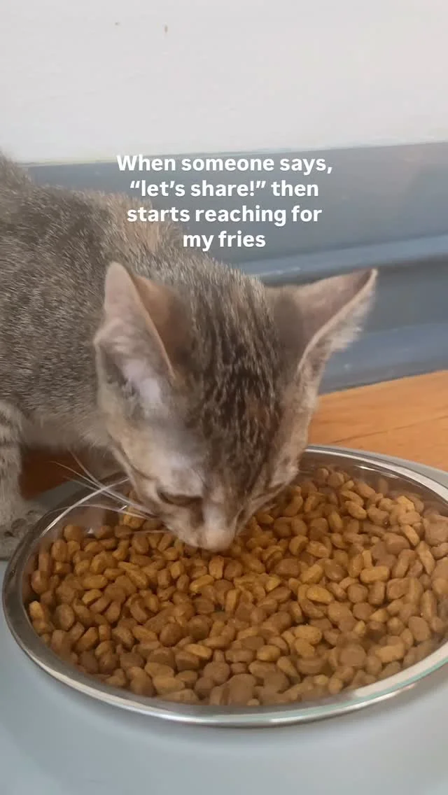 Absolutely NOT.
This meal is a solo mission. 🙅
Lucky for you, we have plenty of kitten cuddles to go around.
Book a reservation online for this weekend (link in bio)
And remember, we’re on fall break next week (9/8-9/15) so reserve your spot