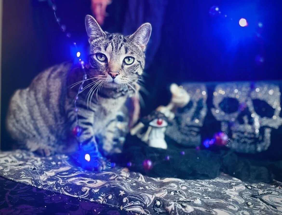 Tucker, the Halloween edition. 🎃