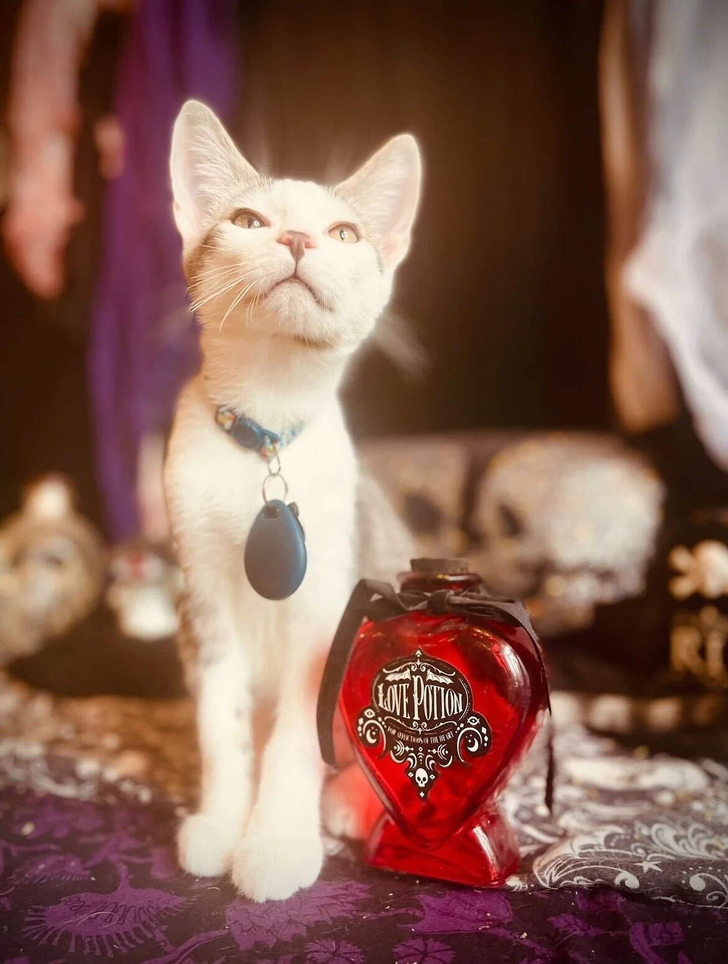 Who&rsquo;s gonna tell him he&rsquo;s 3 and a half months early to be casting love potions? Anyways, happy Halloween from our familiars to yours! 🍬🎃🧙&zwj;♀️