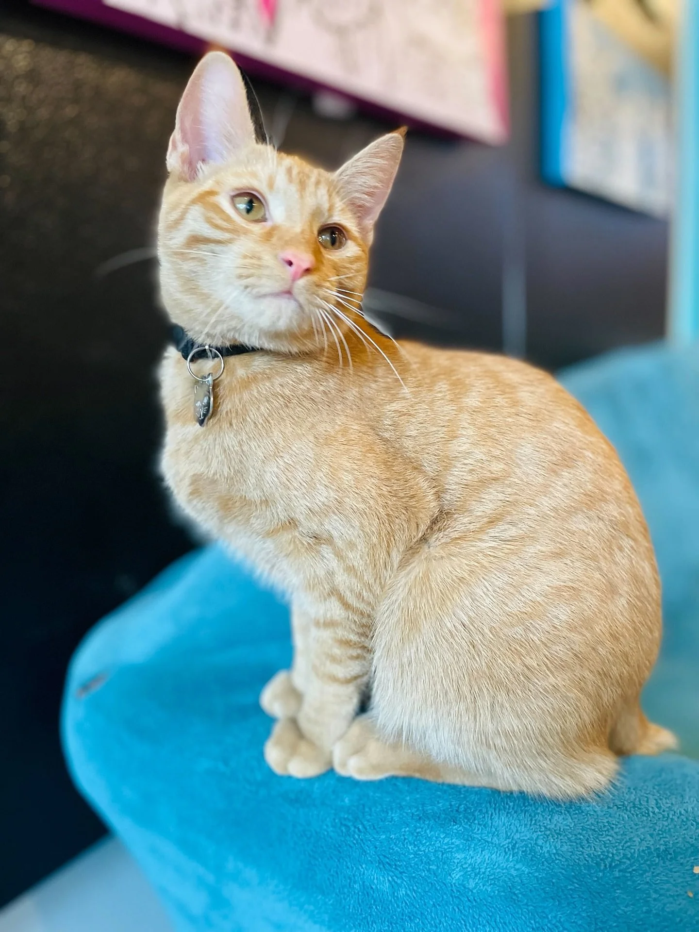 This evening at 6:00 we are hosting an Adults Only session. This is only offered once a month and we also need folks to sign up if you want this to become a permanent offering! We still have a handful of spots available today. Booking link is in our 