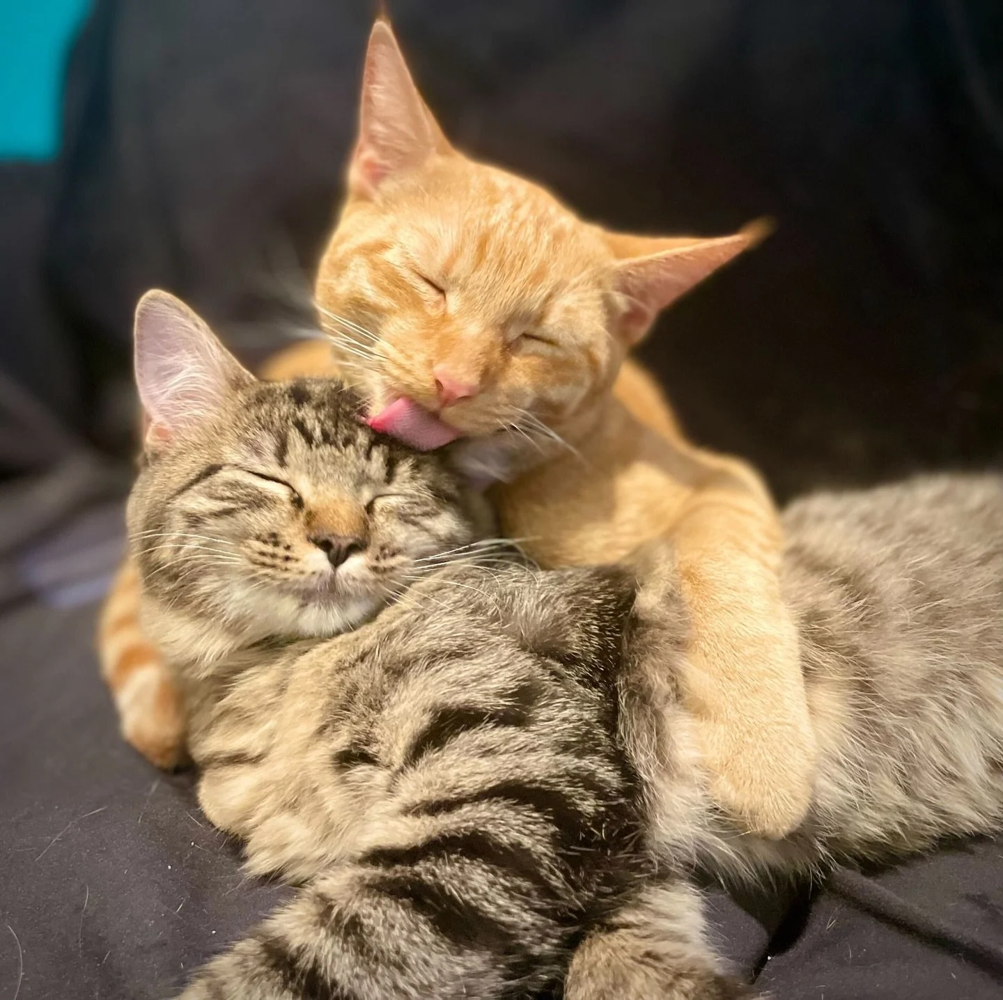 Have you always wanted to visit your local cat cafe but your kid wasn&rsquo;t old enough yet? This weekend is our next Kiddie Kitty Time! It&rsquo;s a special time slot we offer once a month for kids who are under 5 to come and visit with our cats. T