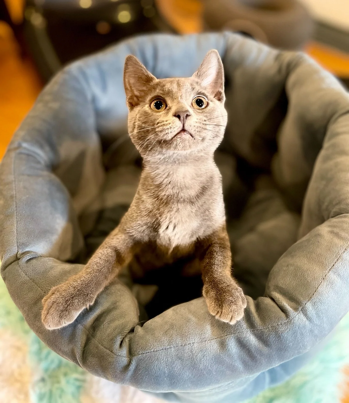 Tomorrow at 11am we are hosting another session for kids under 5 to come and visit! It&rsquo;s only offered once a month so if you want to come please sign up! Go to our reservation page and select &ldquo;Kiddie Kitty Time&rdquo; to book your session