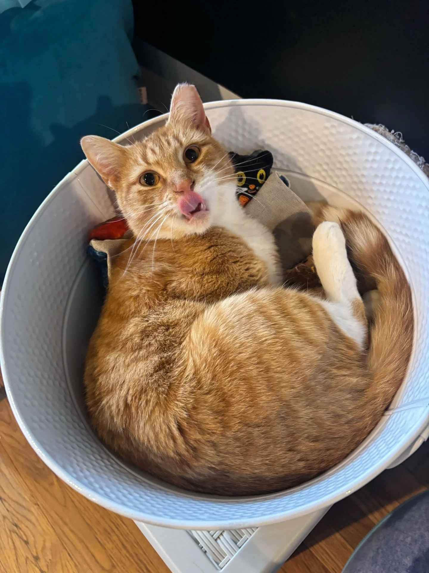 Looking to escape the holiday shopping madness? Look no further! We have a chill comfy cozy cafe with cats. We still have plenty of slots to visit this weekend but if you want to be assured your slot, book online! Walk-ins are first come first serve 