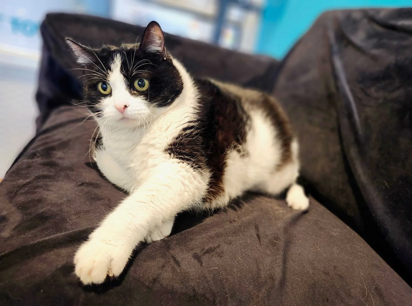 This is Paris, weighing in at 18.5 lbs. Believe it or not that&rsquo;s three and a half pounds lighter than when we originally got her. That&rsquo;s like 40 pounds in human weight that she&rsquo;s lost. 

When she arrived with us she could barely wal