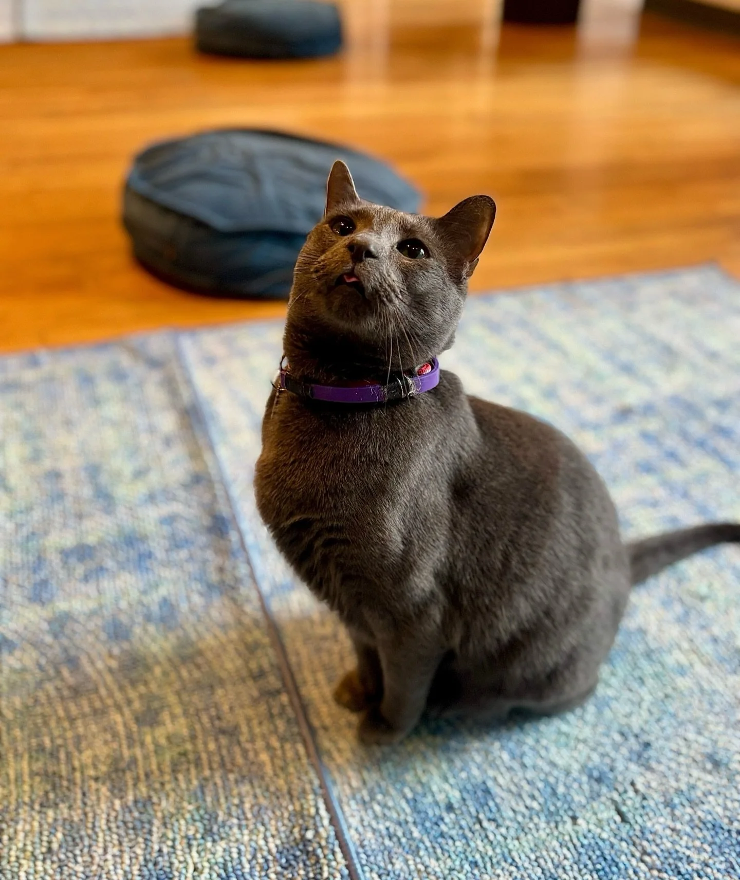 The most distinguished blep from Sir Tito.