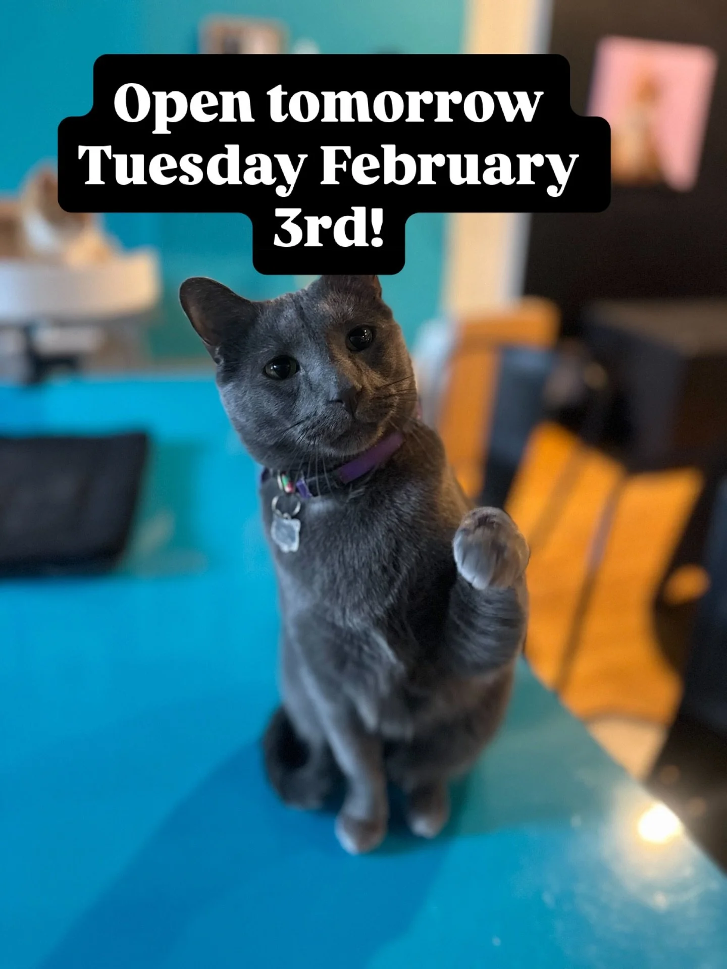 I&rsquo;m bored, you&rsquo;re bored the cats are bored. Were tired off being closed. We&rsquo;re done being stuck inside and we are going to be OPEN tomorrow. We might close an hour early depending on the weather but count on us being here from 12-6 