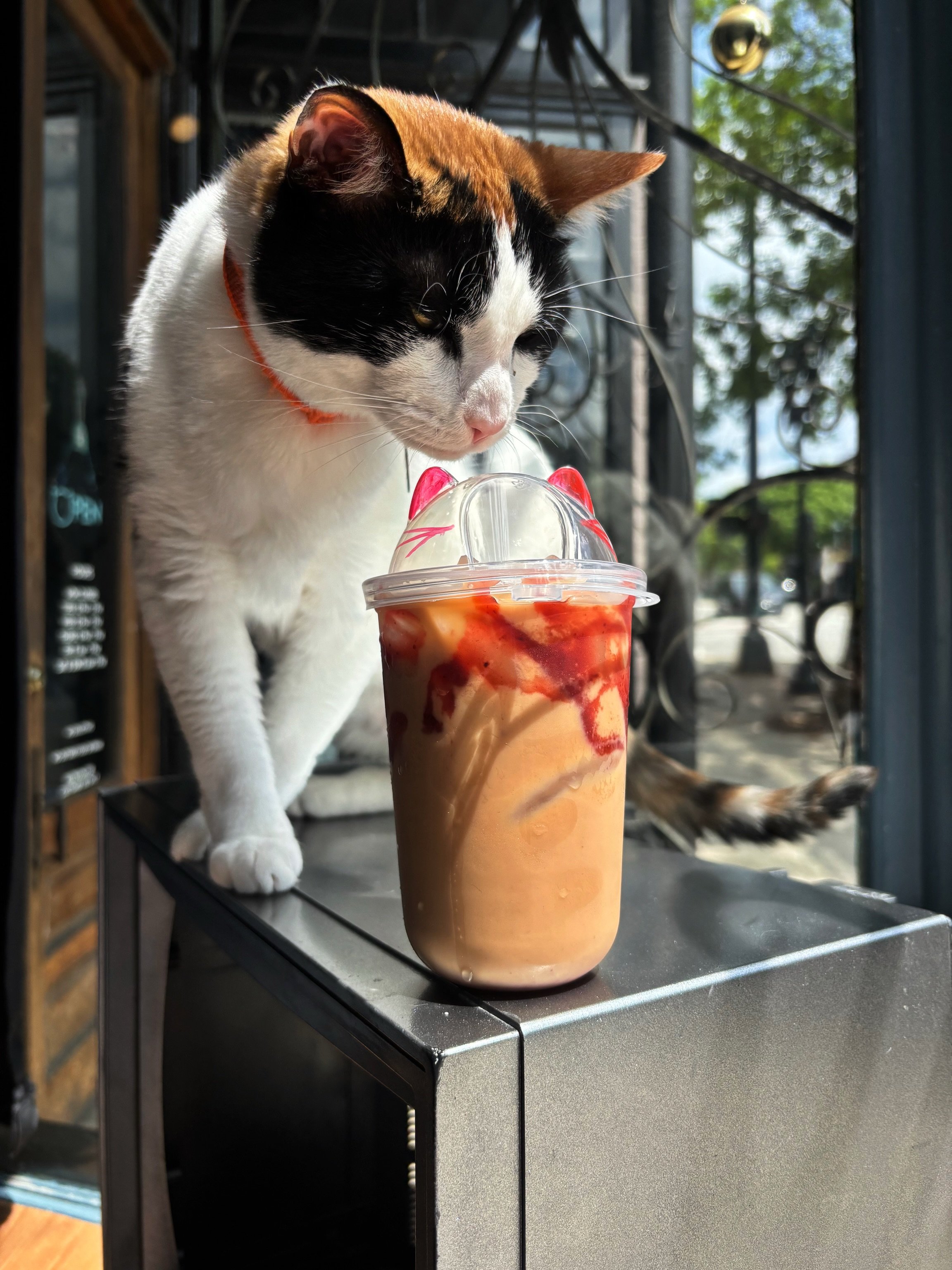 if you need a new drink for spring&hellip; we got you!
come try our strawberry chai latte 🍓
(freya approved)