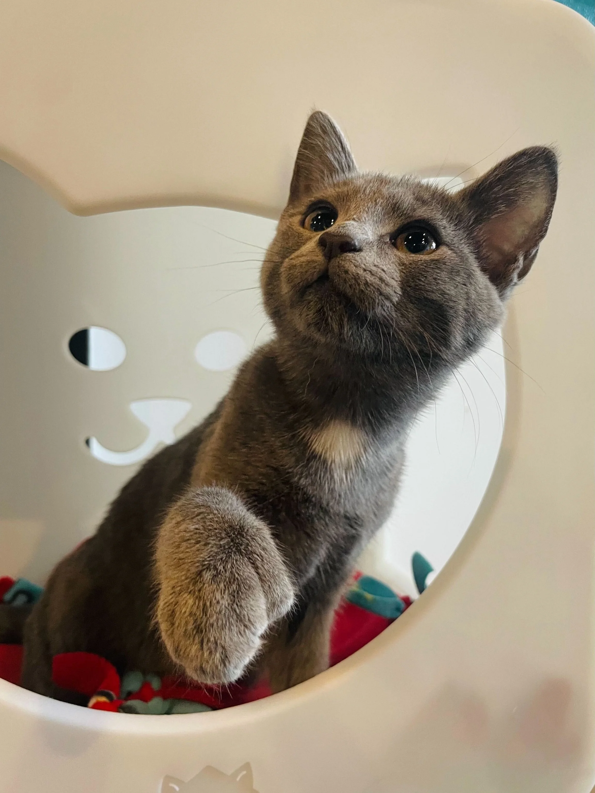 She&rsquo;s got thumbs! It&rsquo;s also the weekend which means this is your reminder to book online. Slots to visit our cats fill up fast and we usually don&rsquo;t have walk-in space on the weekends. 

It&rsquo;s also Adults Only hour this evening 
