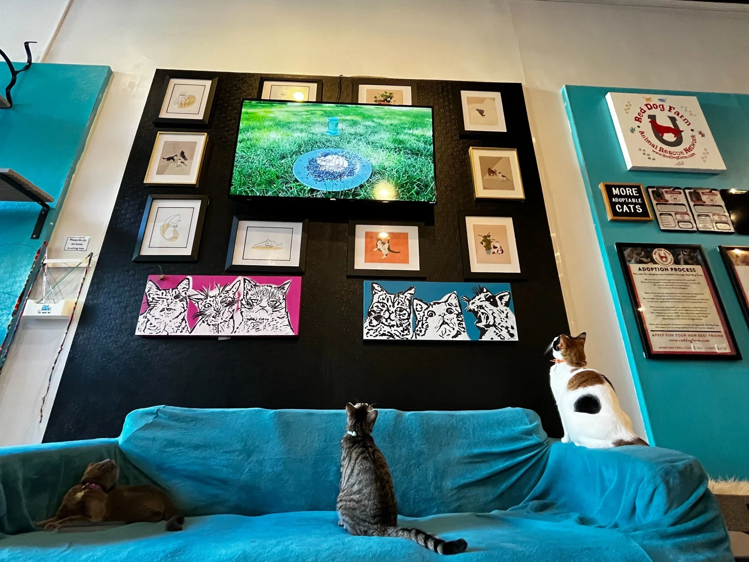 Today&rsquo;s featured program: Bird TV 🐦📺
Audience reviews: ⭐⭐⭐⭐⭐ from all three cats.