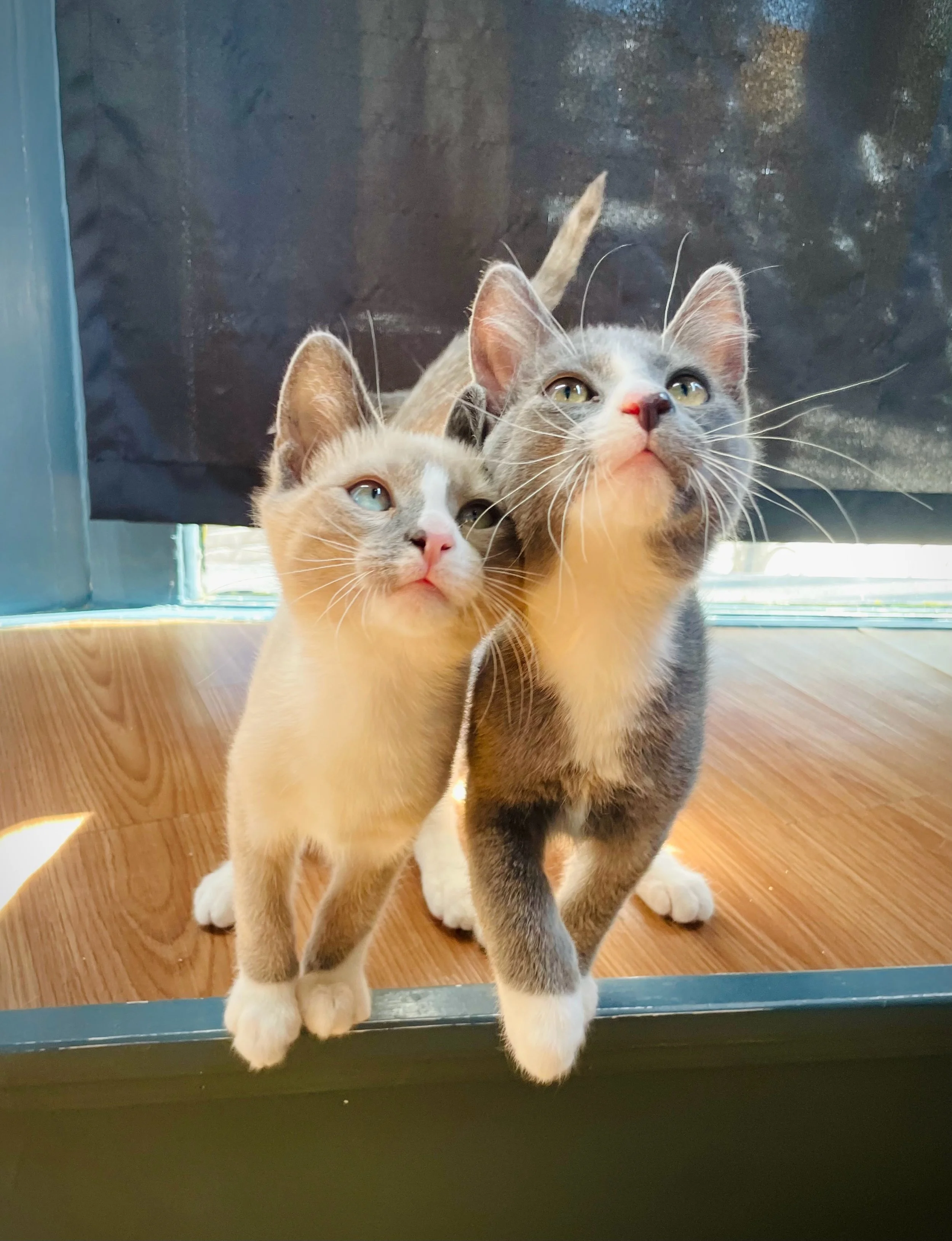 We&rsquo;re entering our Kitten Season Era&trade;.

Summer is around the corner, which means we&rsquo;re heading into our busiest time of the year. These tiny executives strongly recommend booking online to secure your spot. 🐾