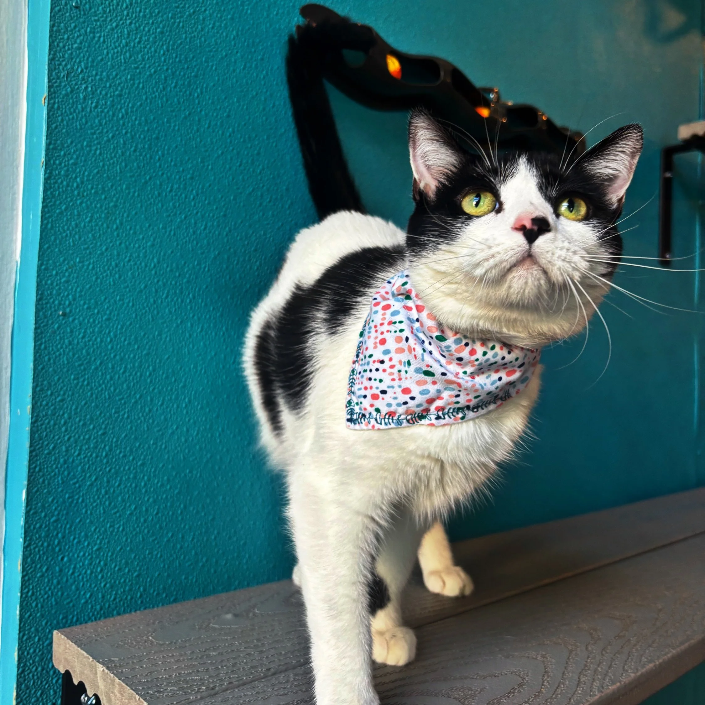 Kitty Kiddie Time is today at 11am! This is your once a month chance to come with your kids who are under 5! It normally sells out but we still have space for anyone who is looking to come and visit. Online reservations are required to attend this ev