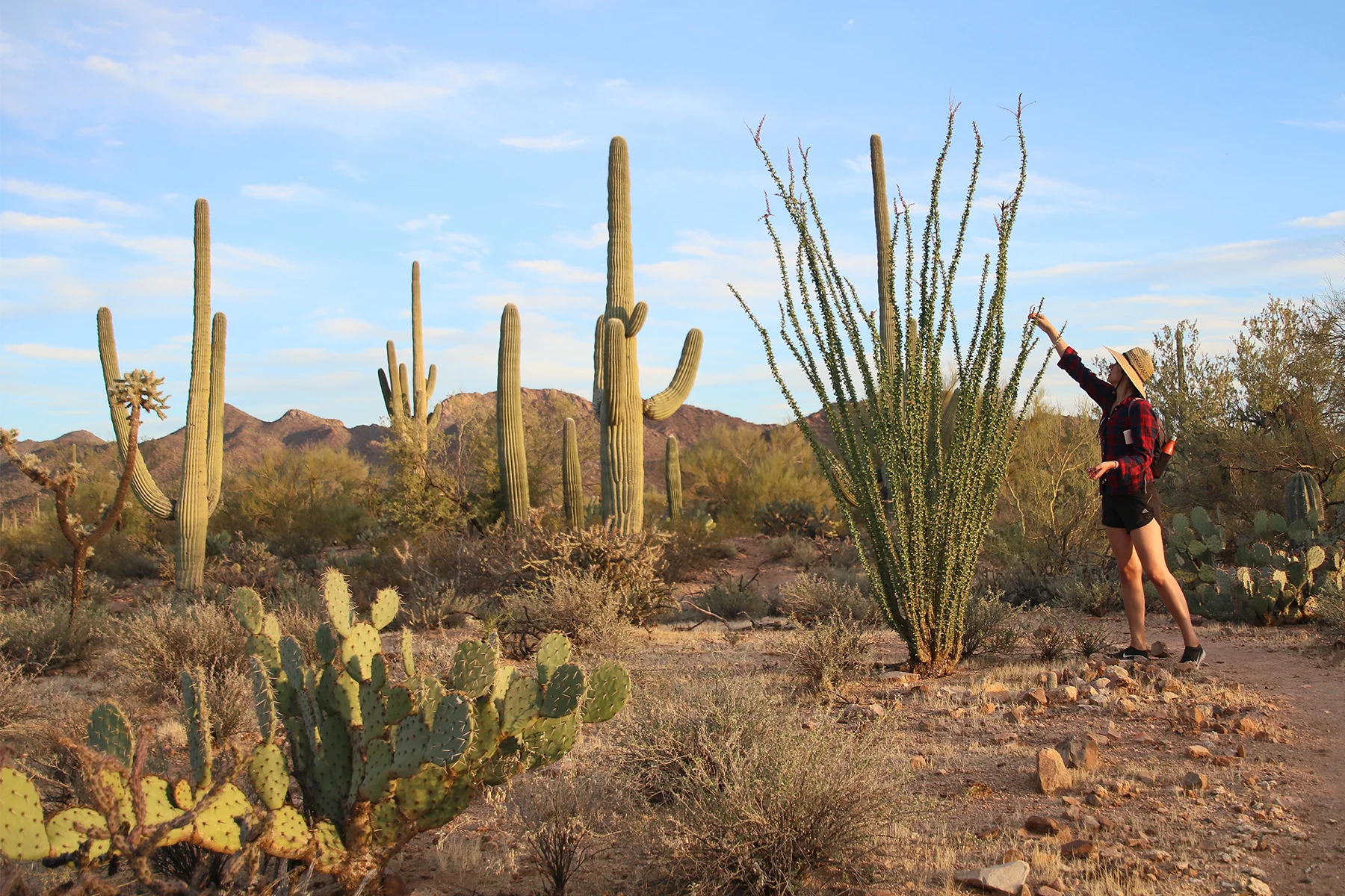 50states-journey-hiking-AZ-saguaronationalpark-kendra.jpg