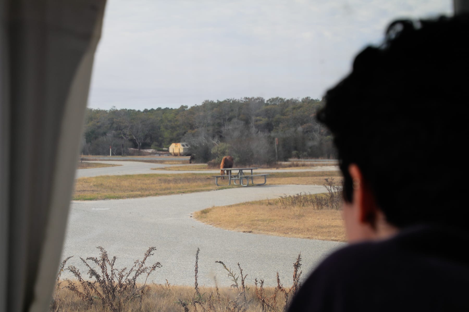 10-MD-journey-assateagueisland53.jpg