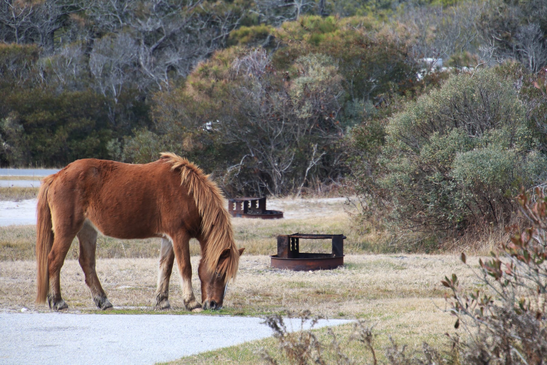 10-MD-journey-assateagueisland58.jpg