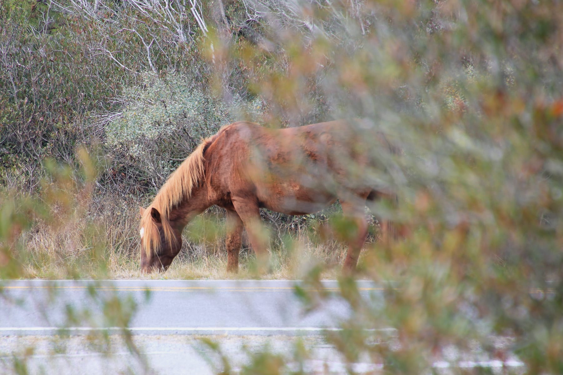 10-MD-journey-assateagueisland59.jpg
