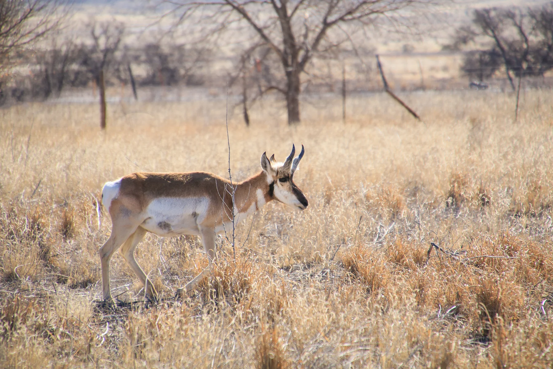 17-TX-journey-marfa63.jpg