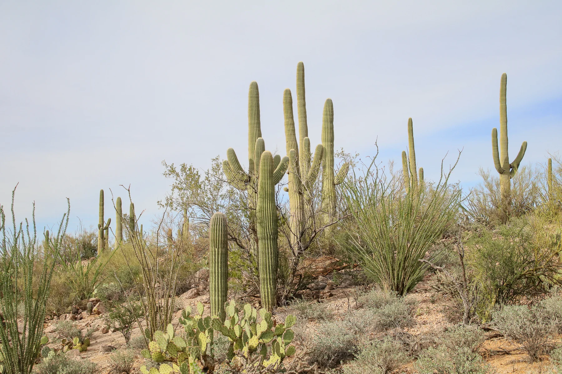 19-AZ-tucson22.jpg