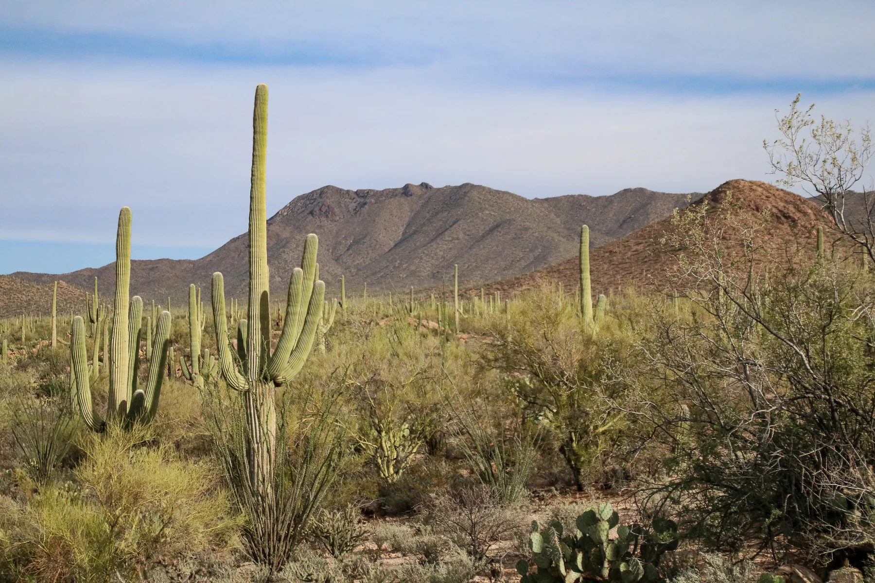 19-AZ-tucson25.jpg