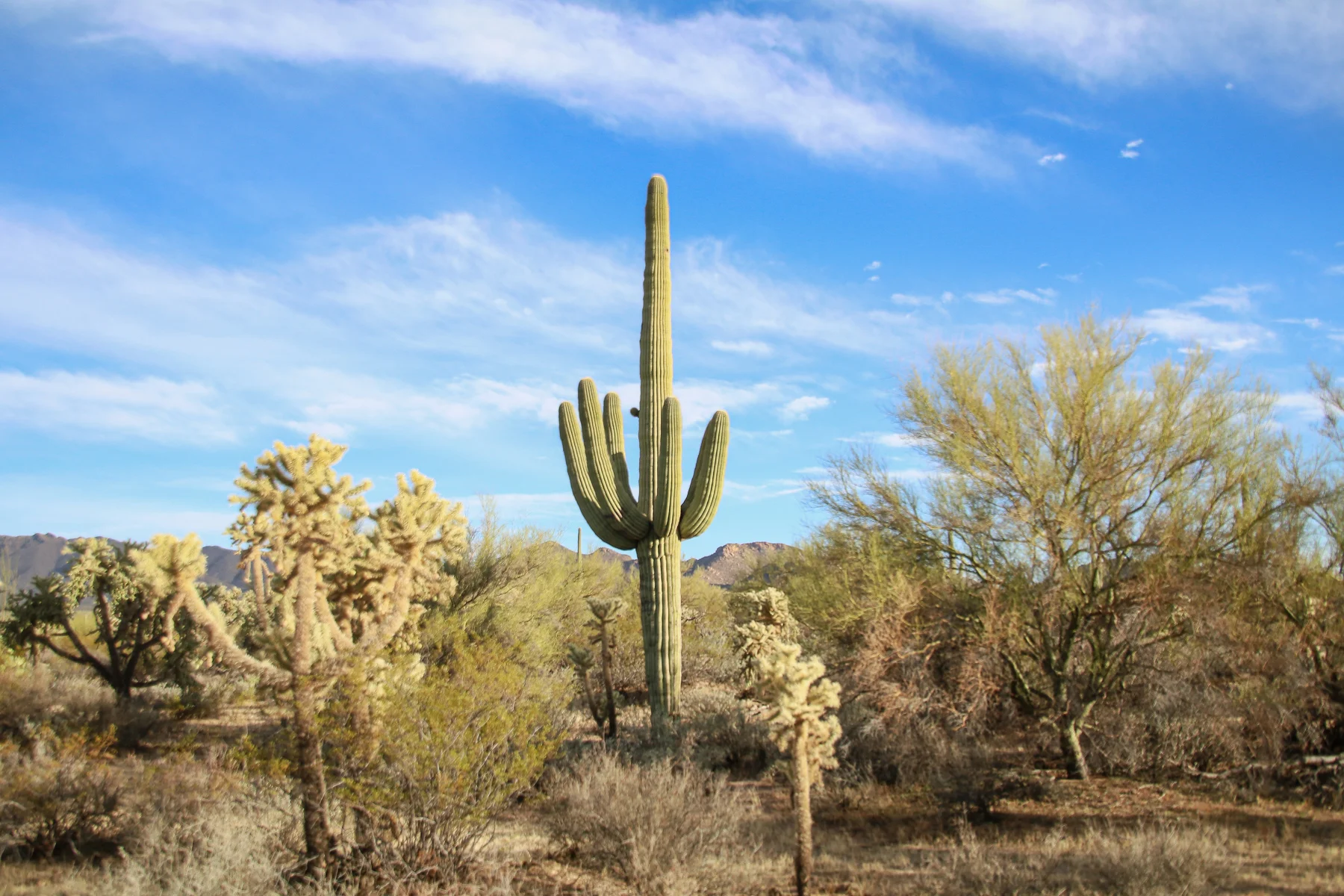 19-AZ-tucson46.jpg