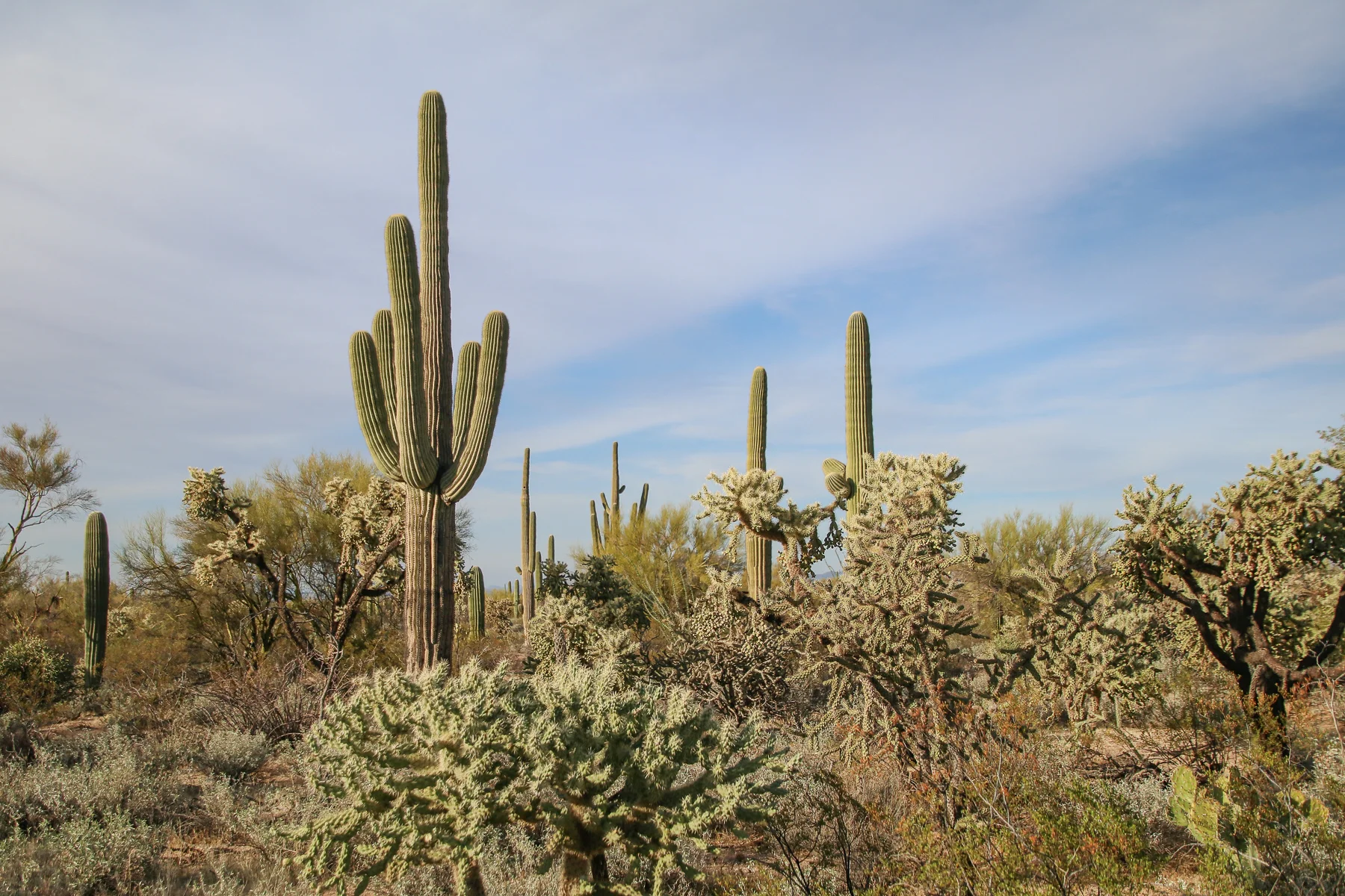 19-AZ-tucson45.jpg