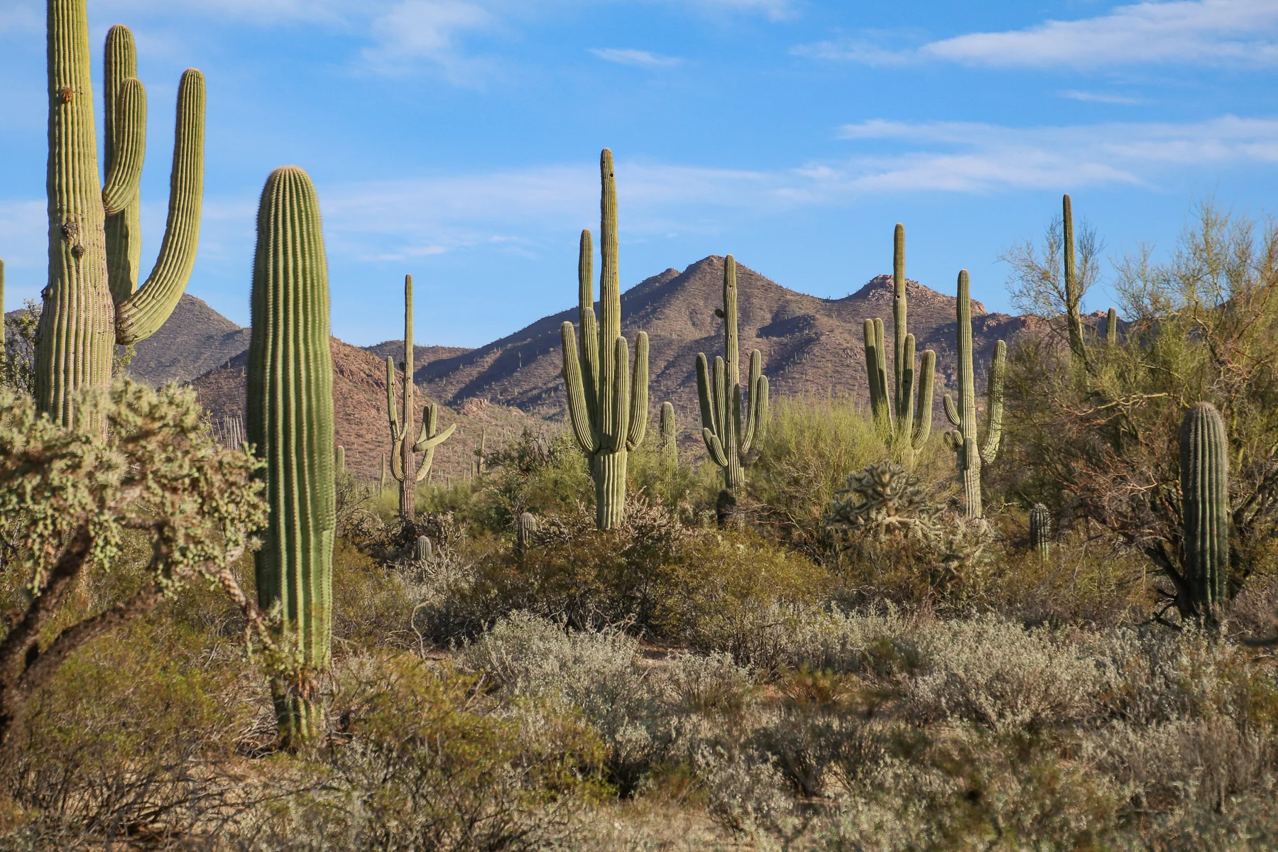 19-AZ-tucson49.jpg