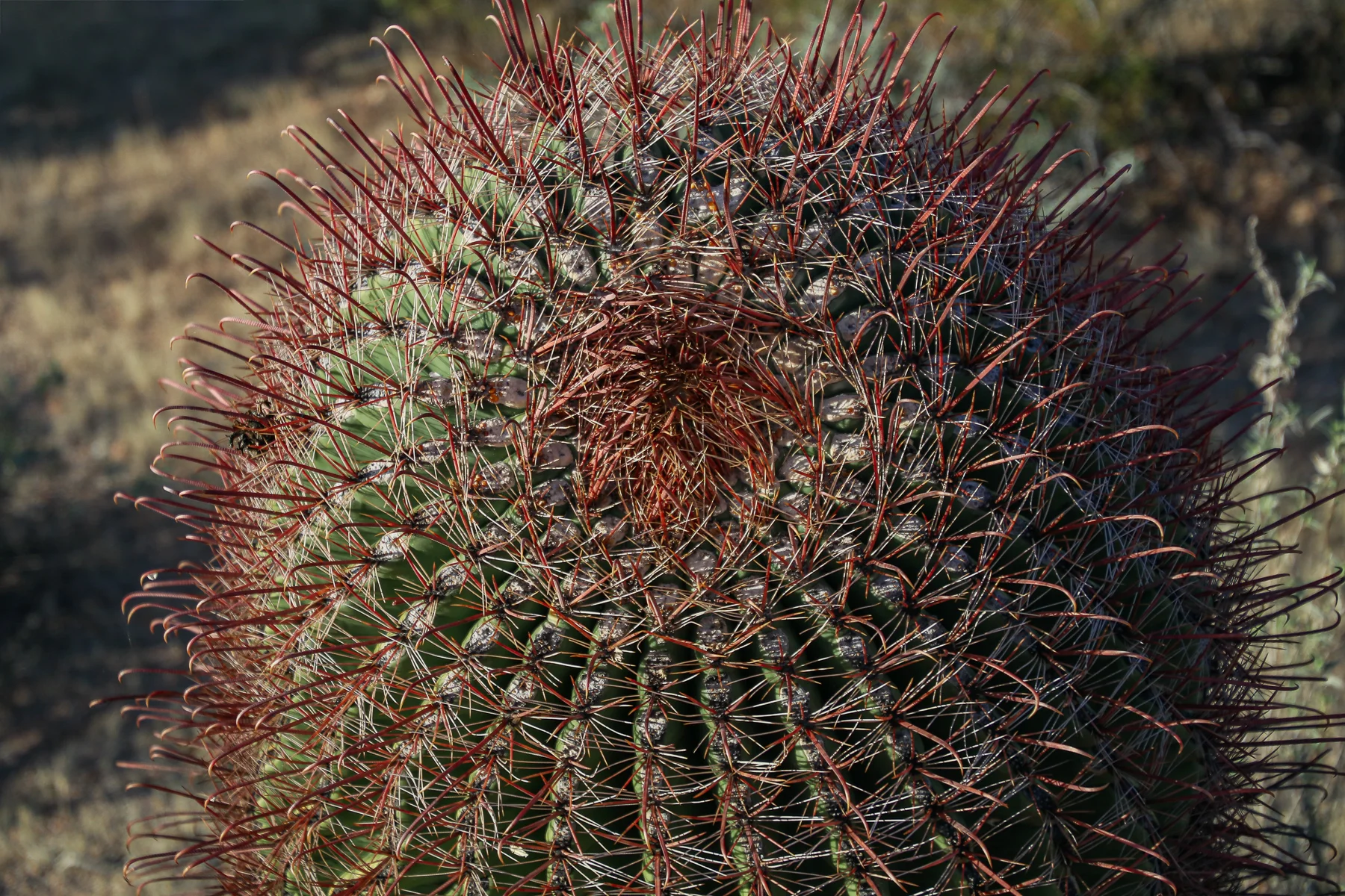 19-AZ-tucson50.jpg