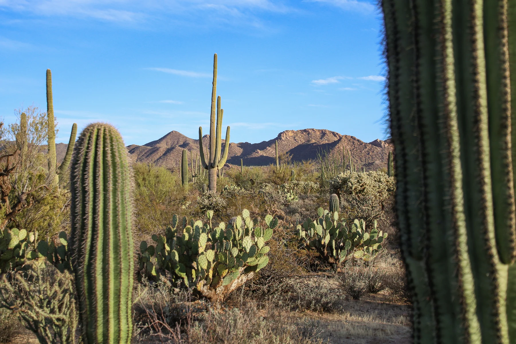 19-AZ-tucson57.jpg