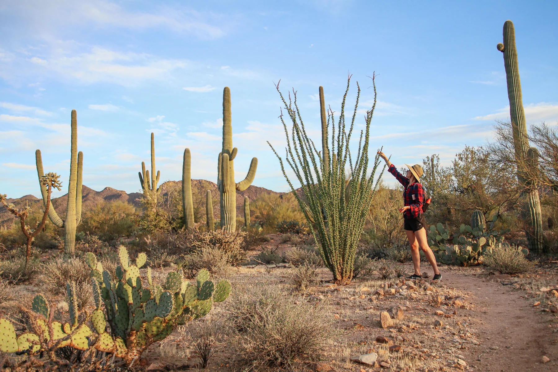 19-AZ-tucson66a.jpg