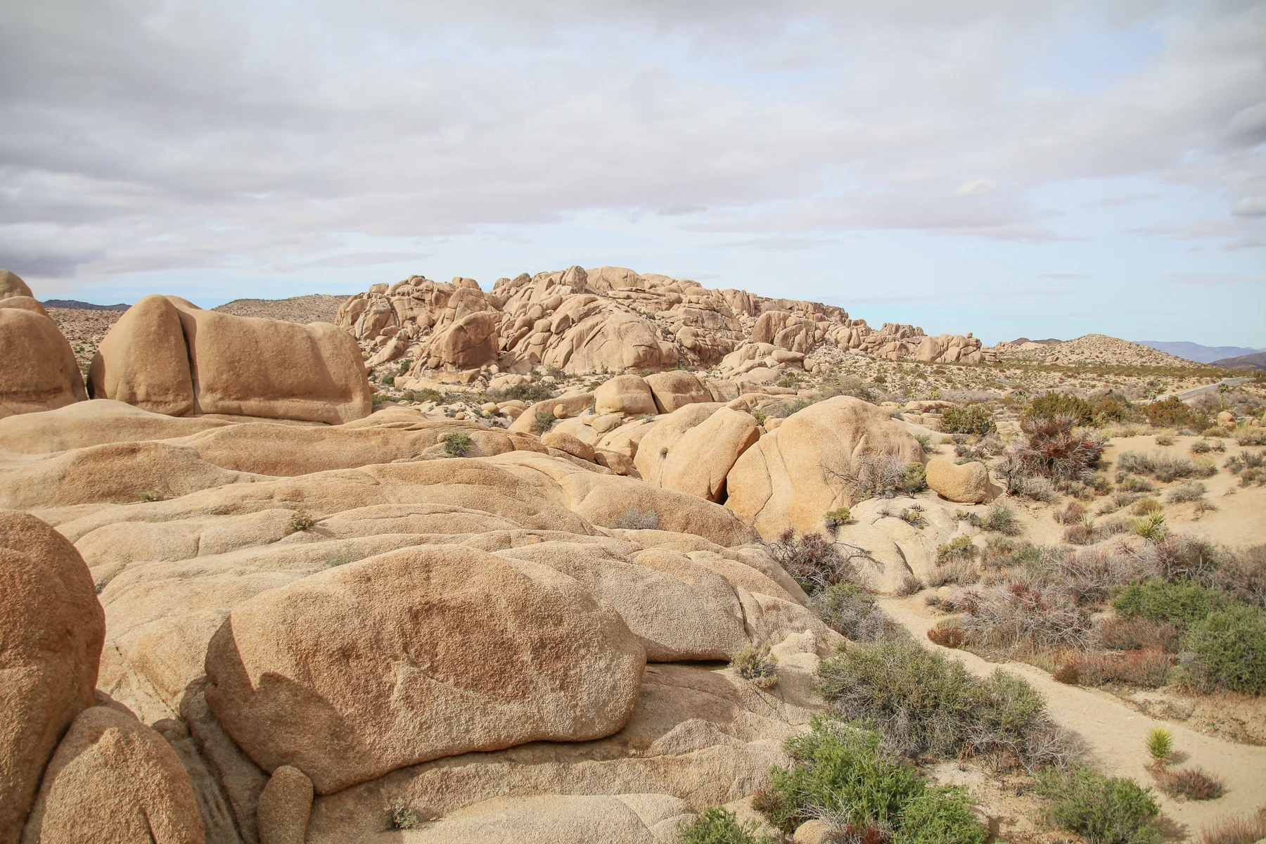 20-CA-joshuatree28.jpg