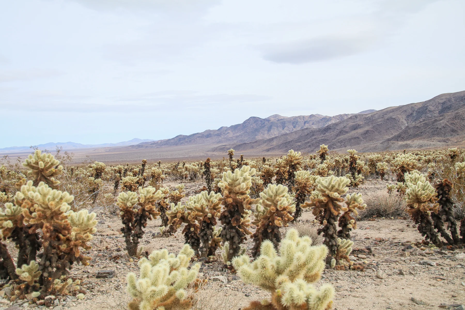 20-CA-joshuatree32.jpg