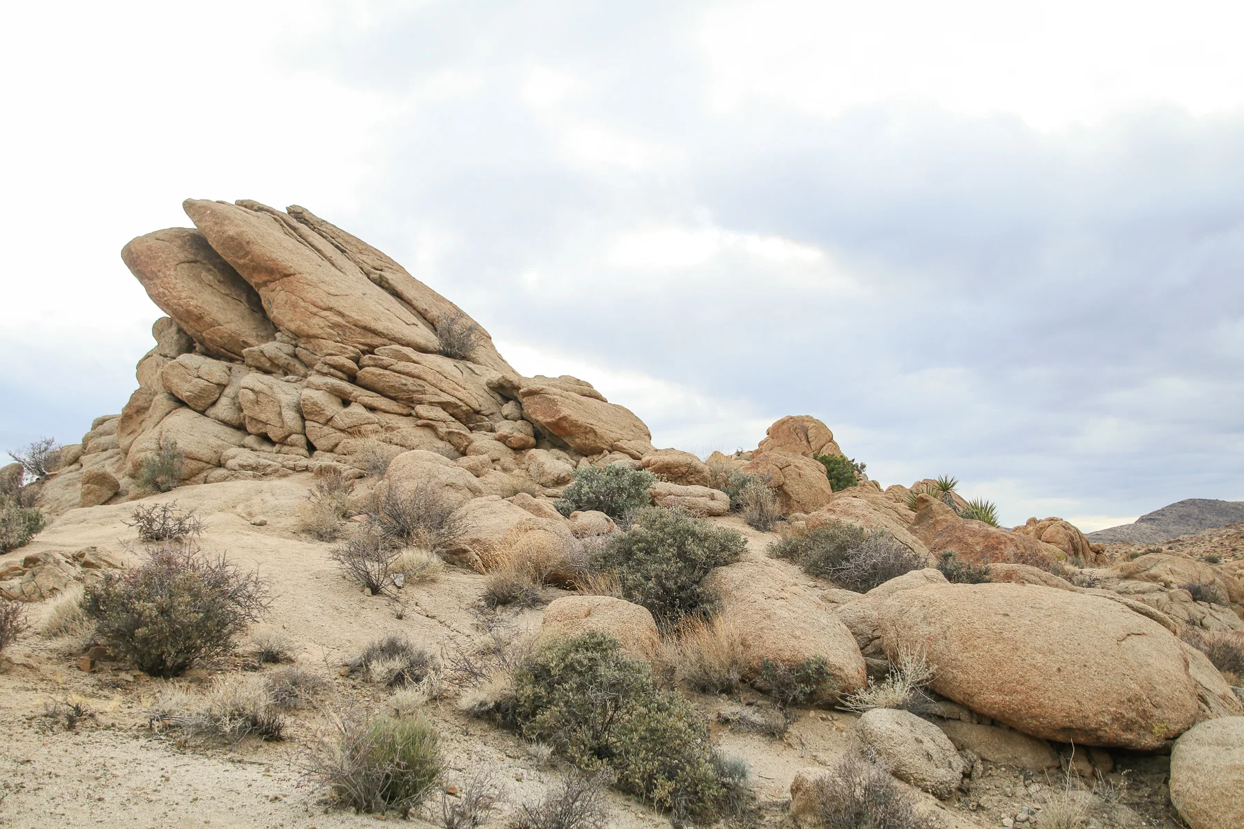 20-CA-joshuatree41.jpg