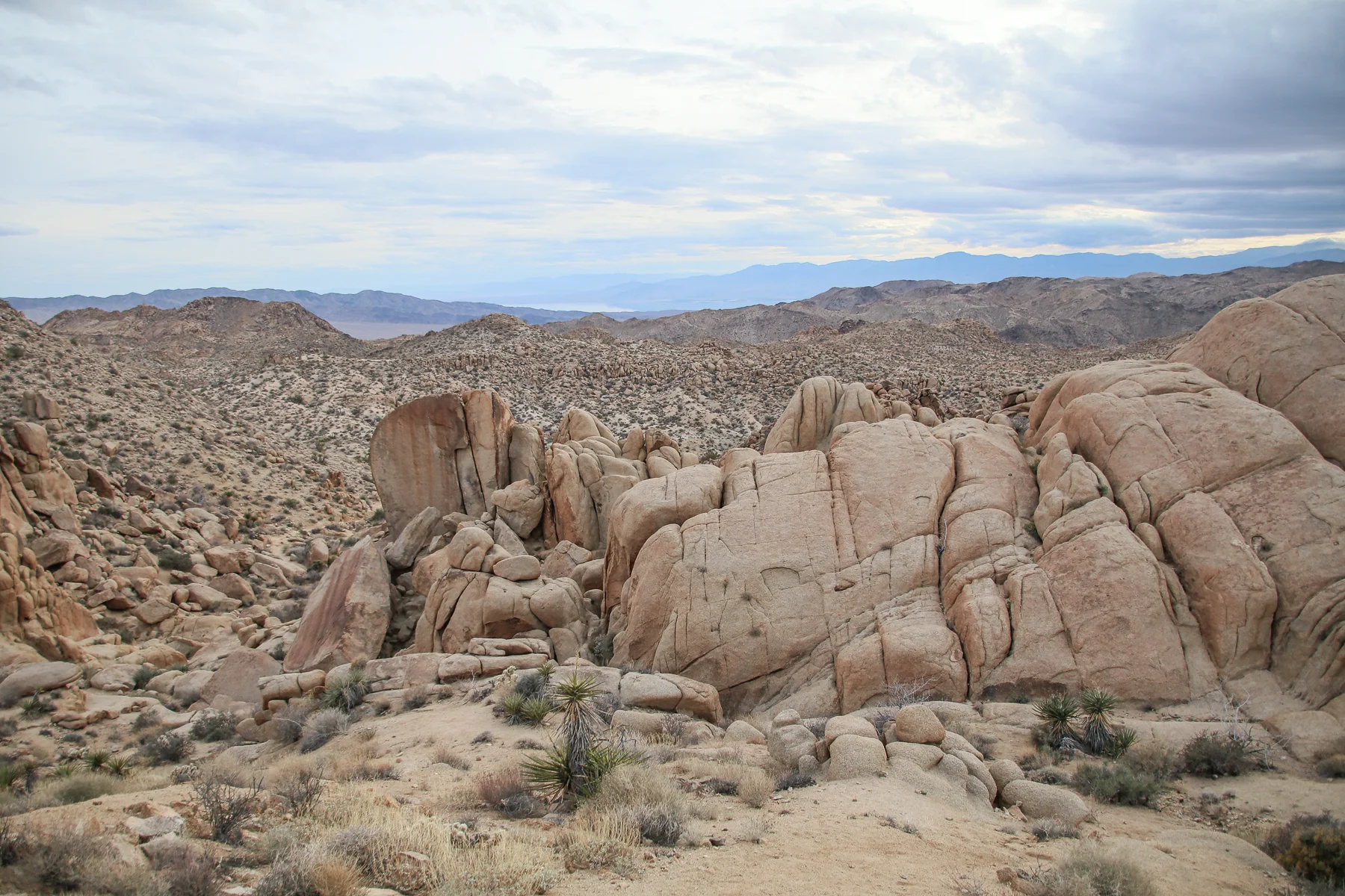 20-CA-joshuatree48.jpg