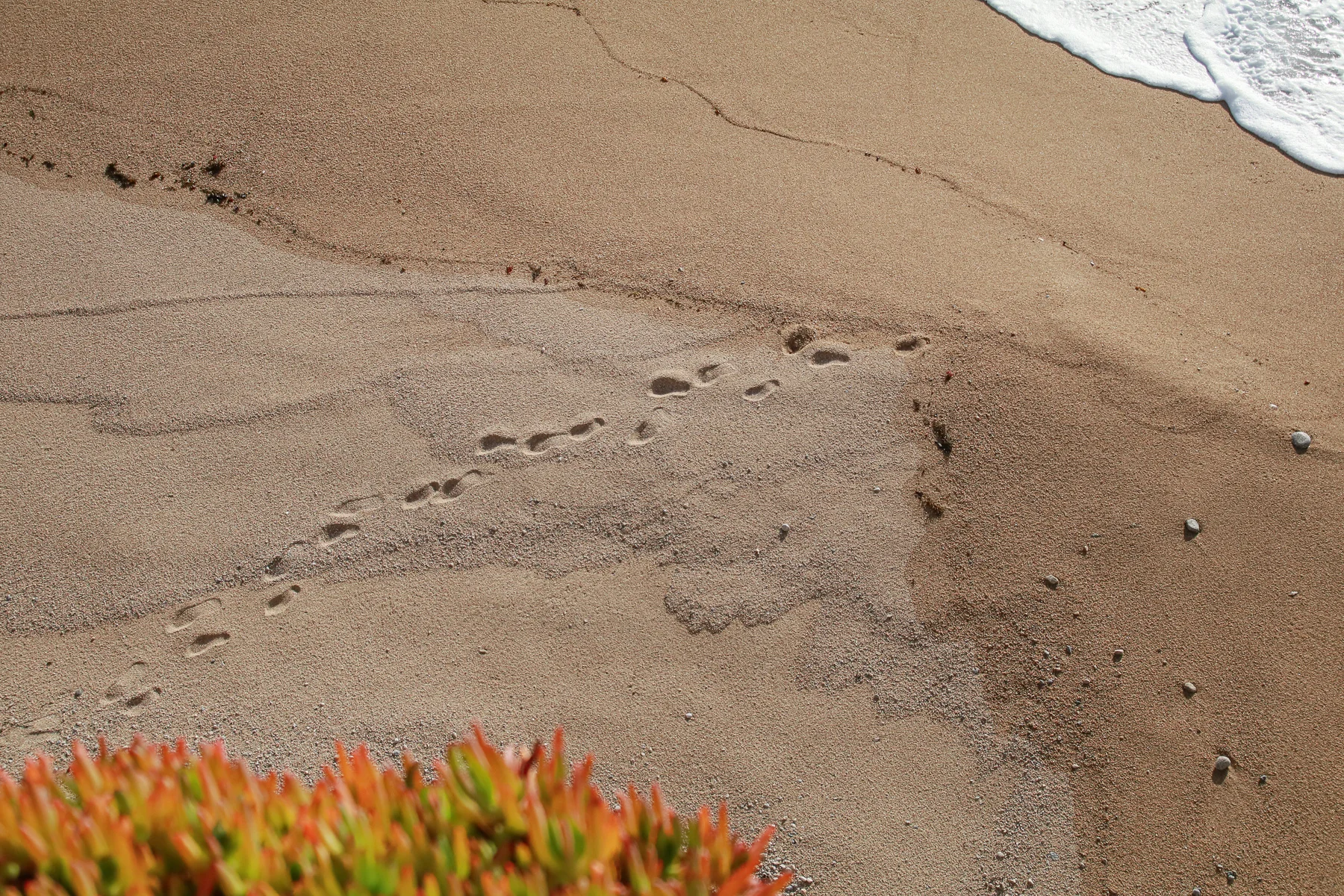 20-CA-bigsur75.jpg