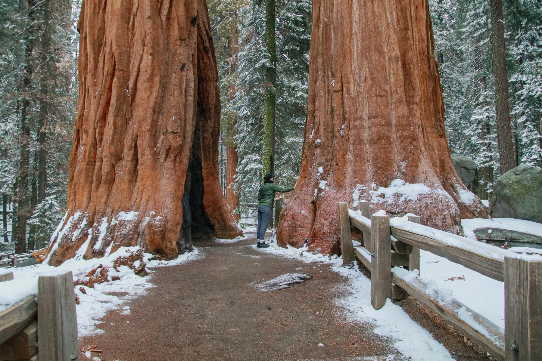 20-CA-sequoia15.jpg
