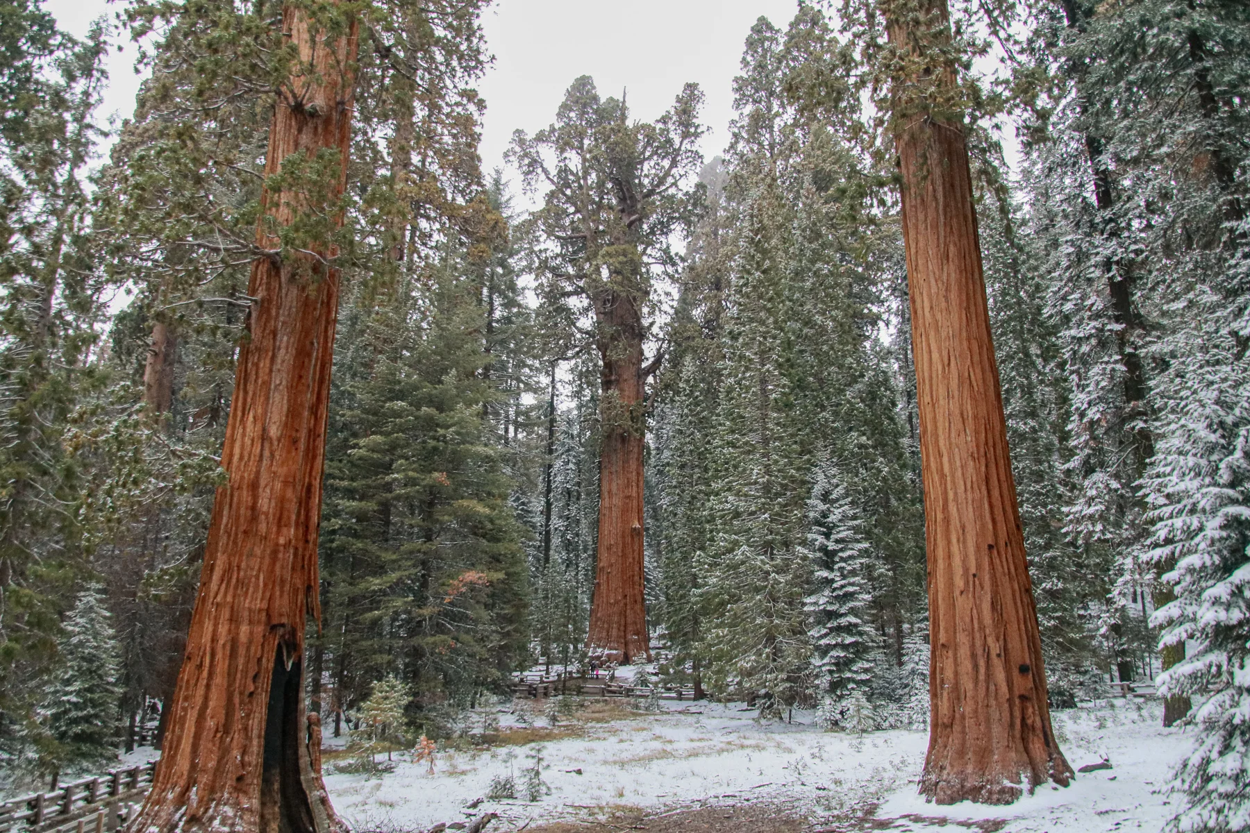 20-CA-sequoia17.jpg
