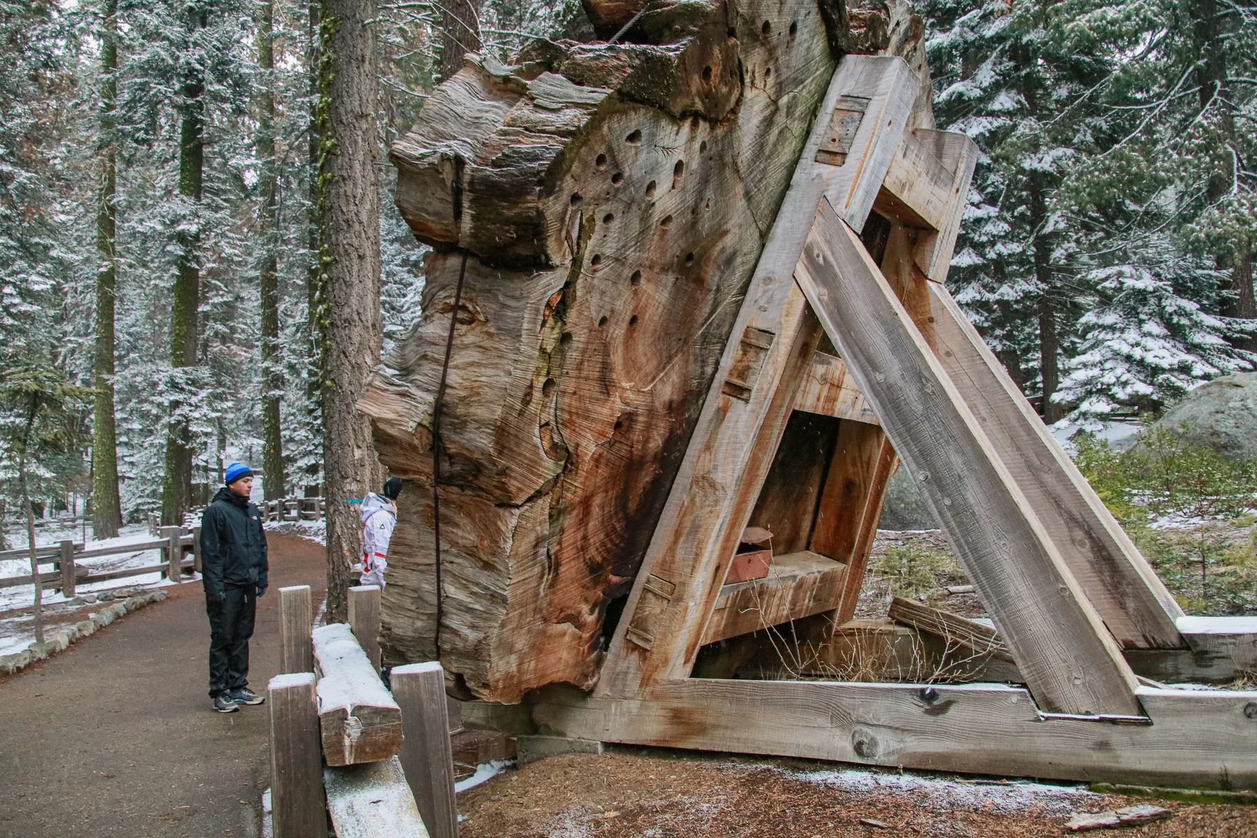 20-CA-sequoia18.jpg