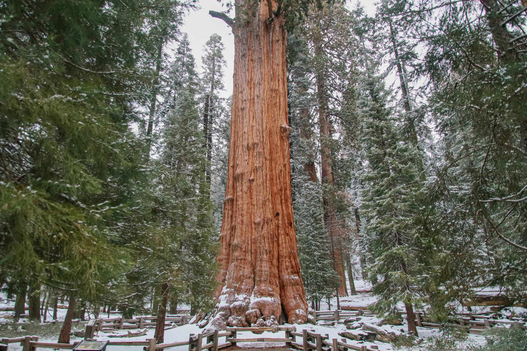 20-CA-sequoia21b.jpg