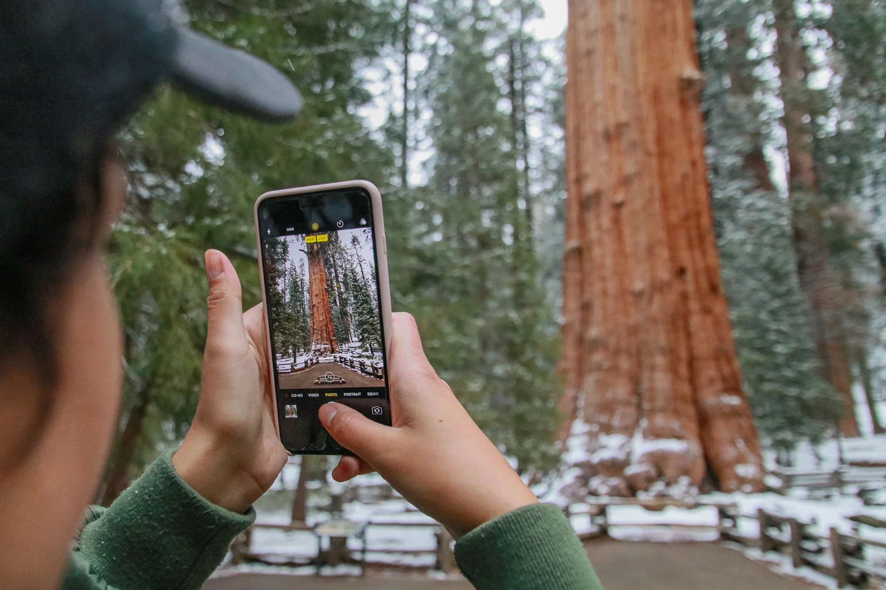 20-CA-sequoia22.jpg