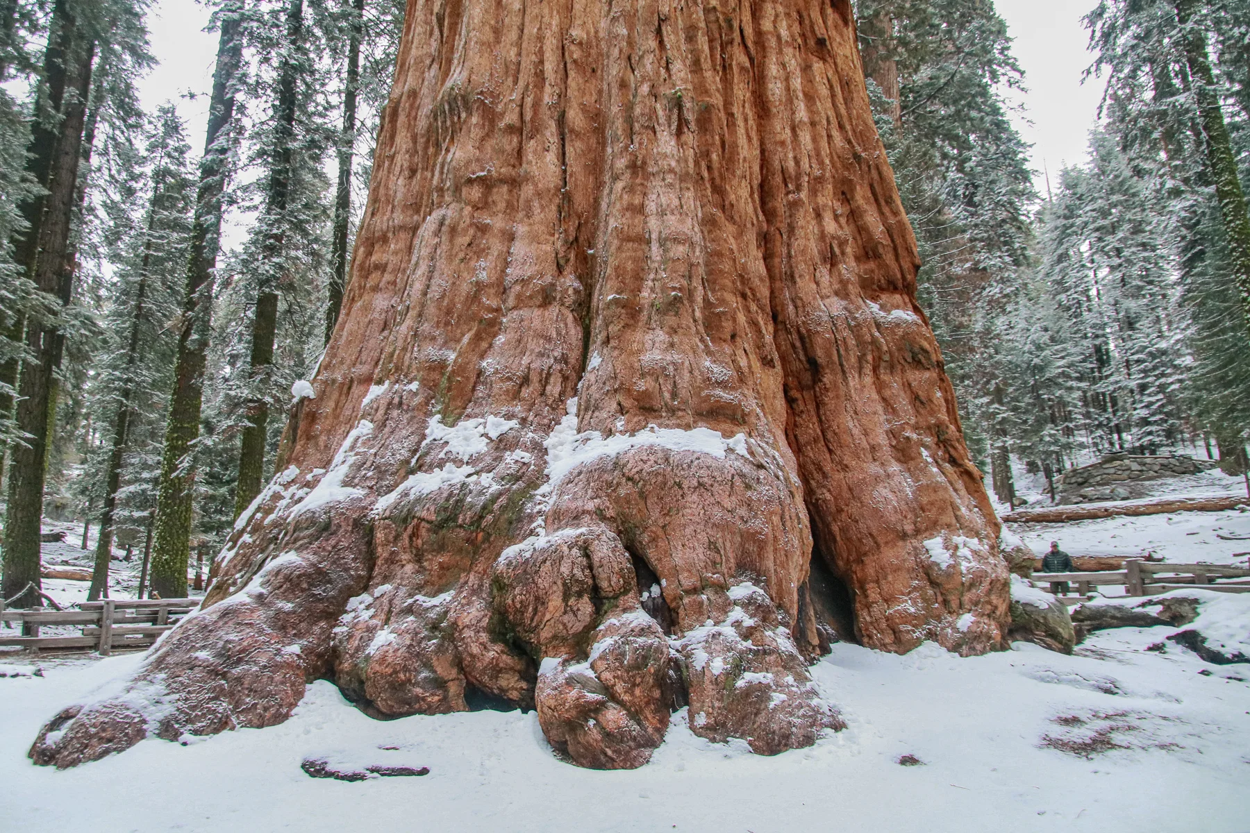 20-CA-sequoia23.jpg