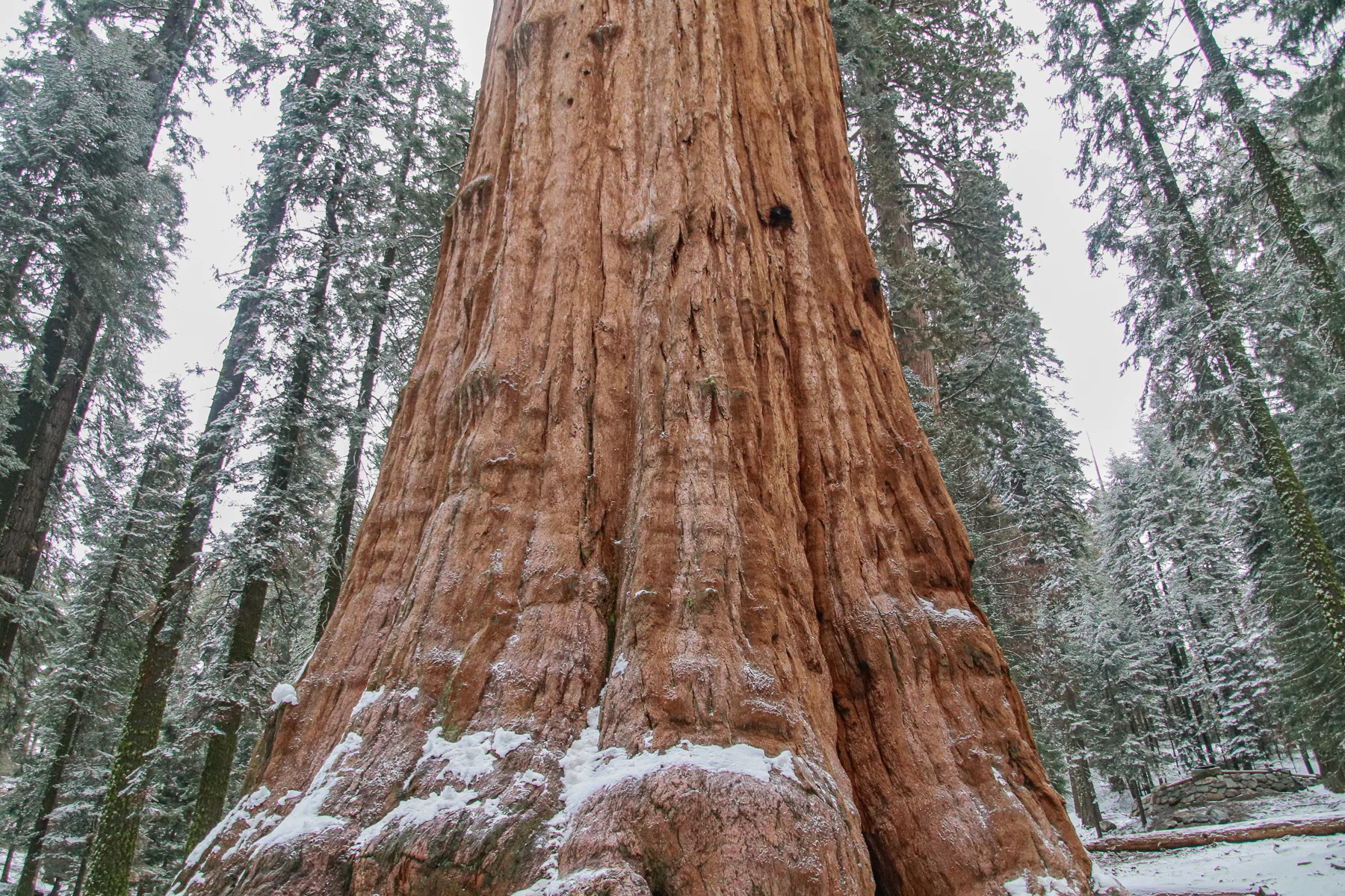 20-CA-sequoia23b.jpg