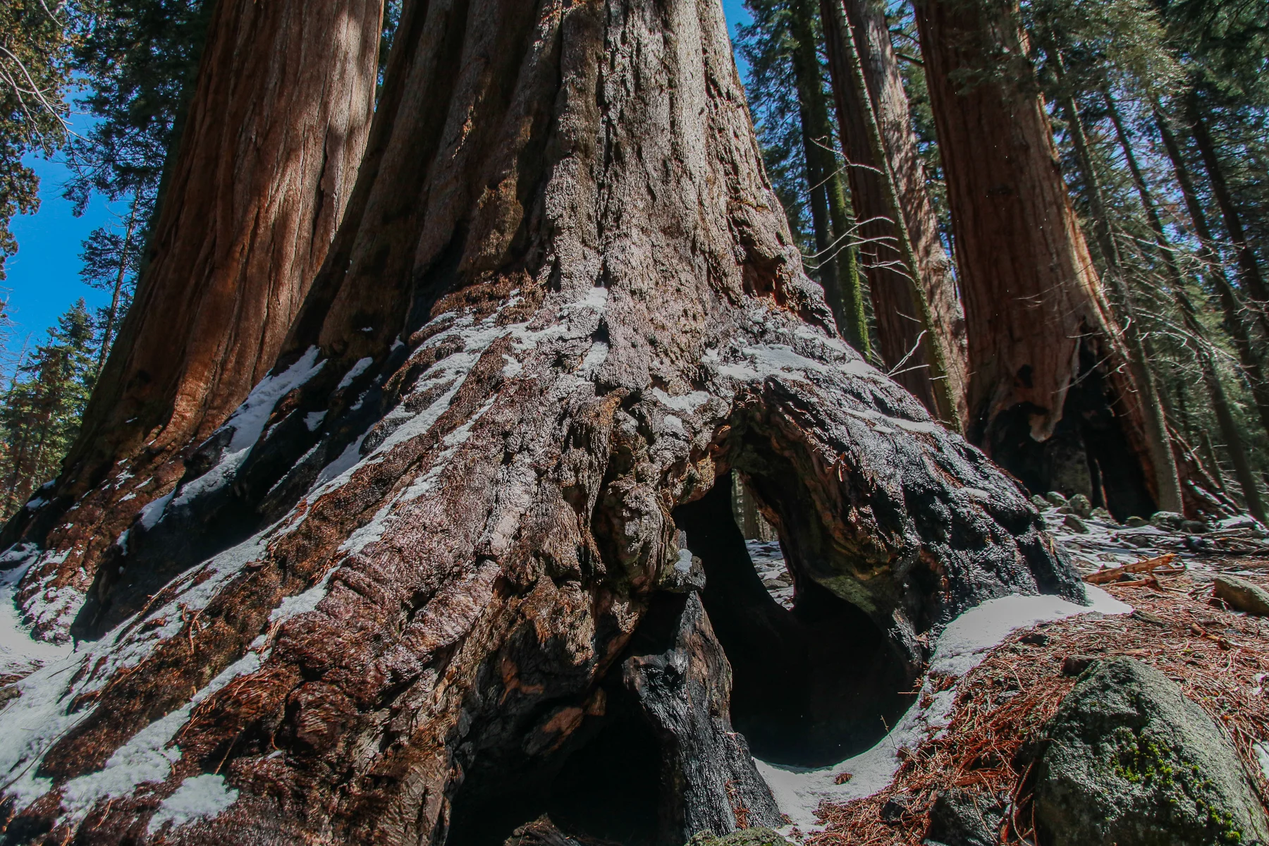 20-CA-sequoia38.jpg