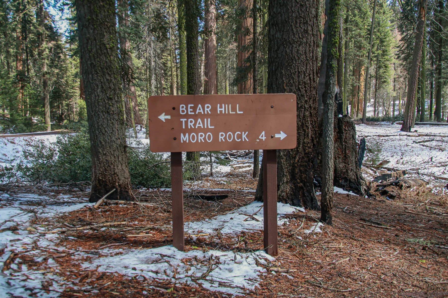 20-CA-sequoia42.jpg