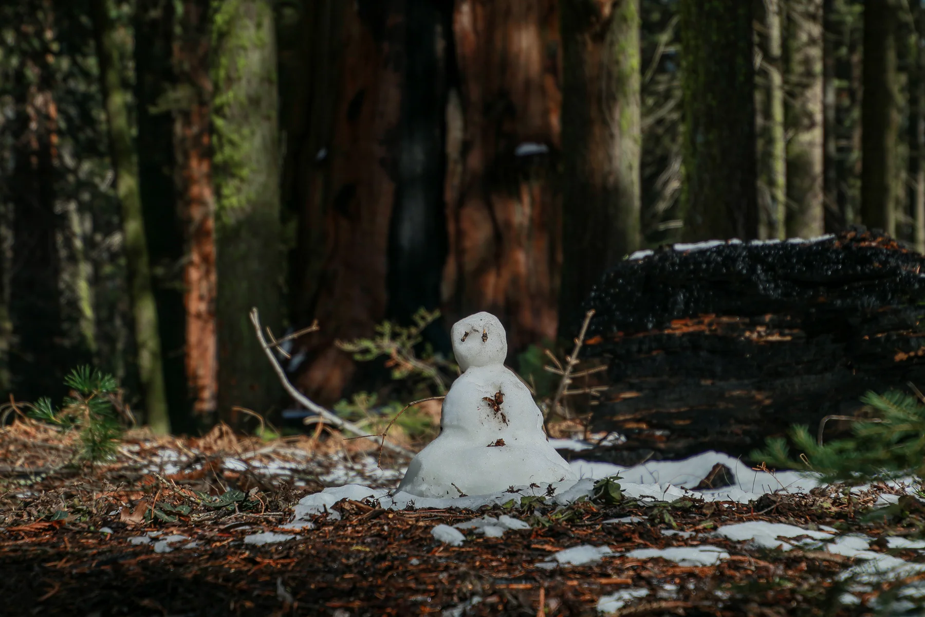 20-CA-sequoia68.jpg